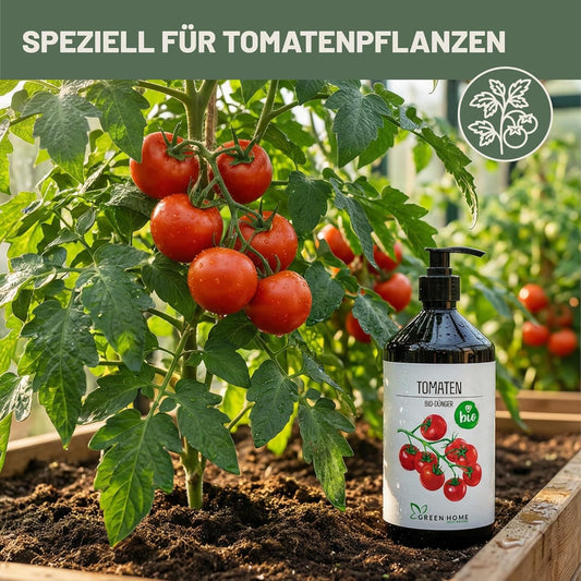 Green Home Bio Tomatendünger 1 Liter neben einer Tomatenpflanze mit reifen Früchten im Gartenbeet