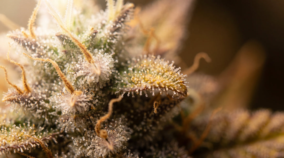 Cannabis Trichome Nahaufnahme – Erntezeitpunkt erkennen
