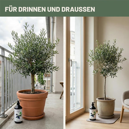Green Home Dünger Olivenbaum 1 Liter