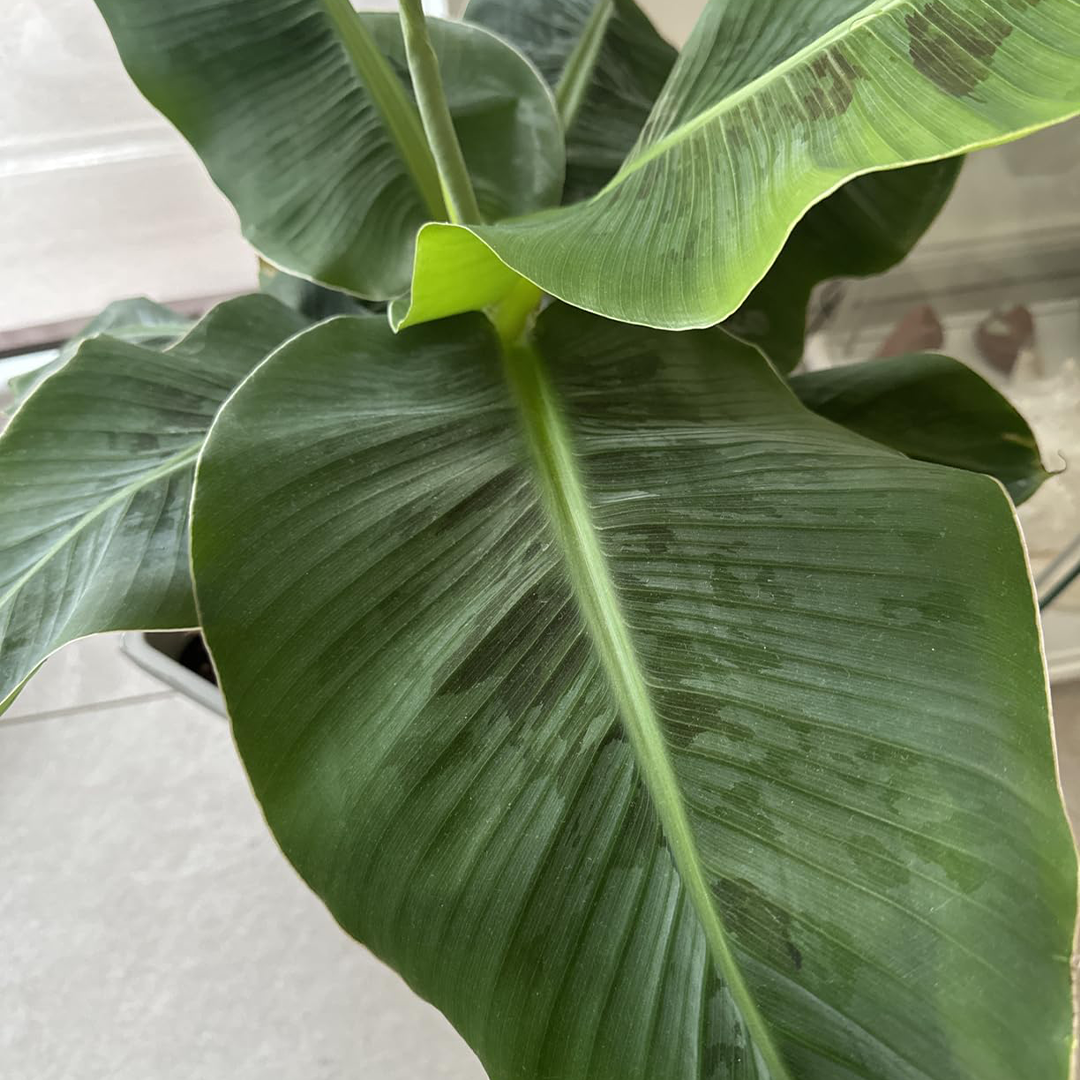 Detailaufnahme eines großen, gesunden Bananenblatts mit kräftiger Blattstruktur