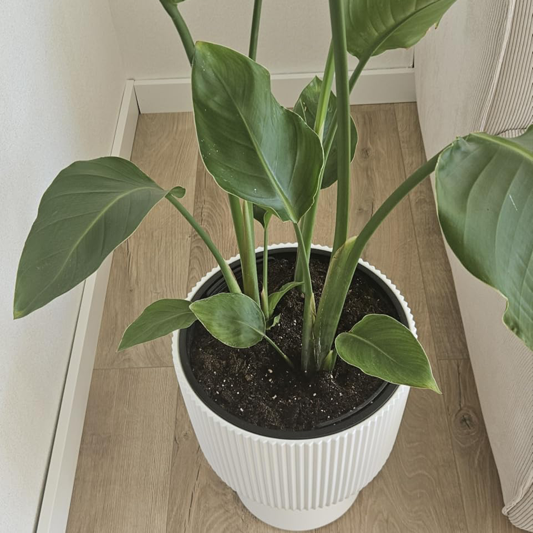 Bananenpflanze im Wohnraumtopf mit gleichmäßigem Wachstum und vitalen Blättern