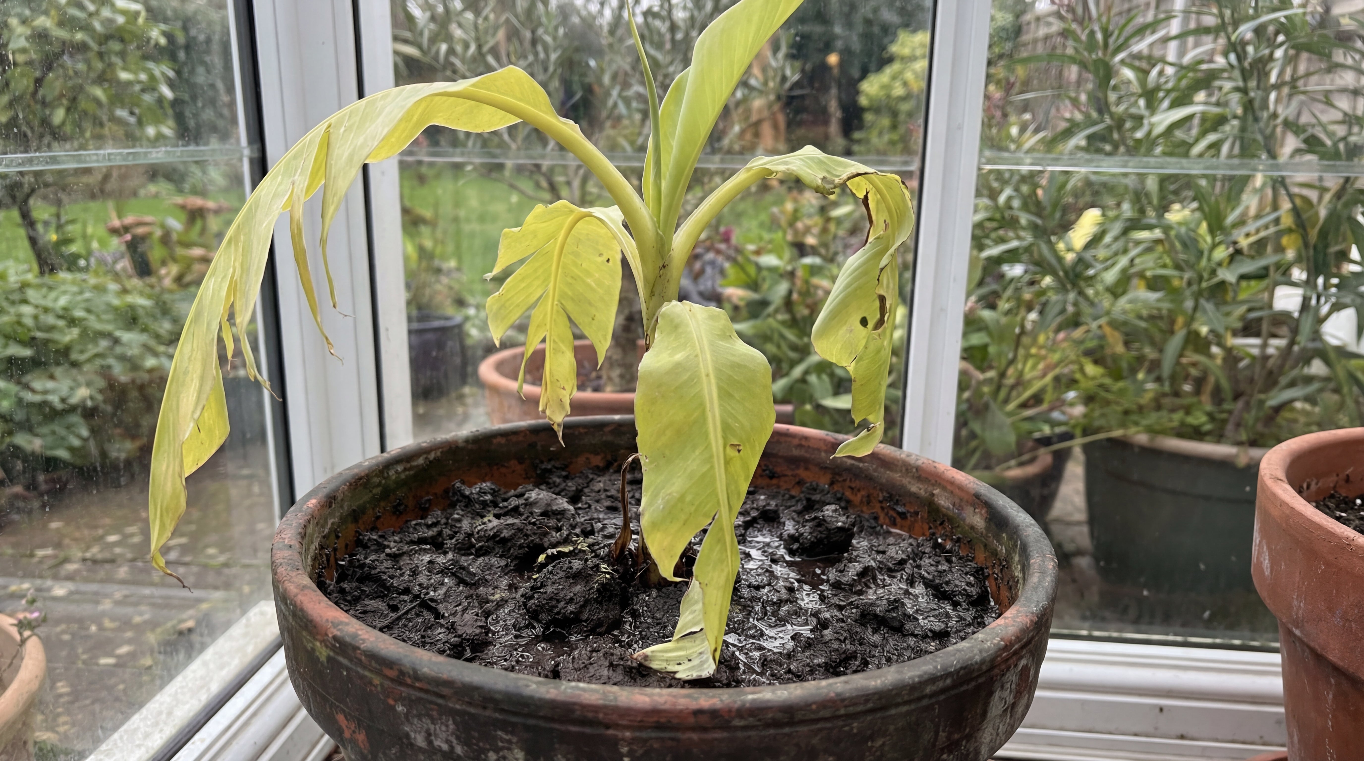 Geschwächte Bananenpflanze mit gelben Blättern in ungeeigneter, verdichteter Erde