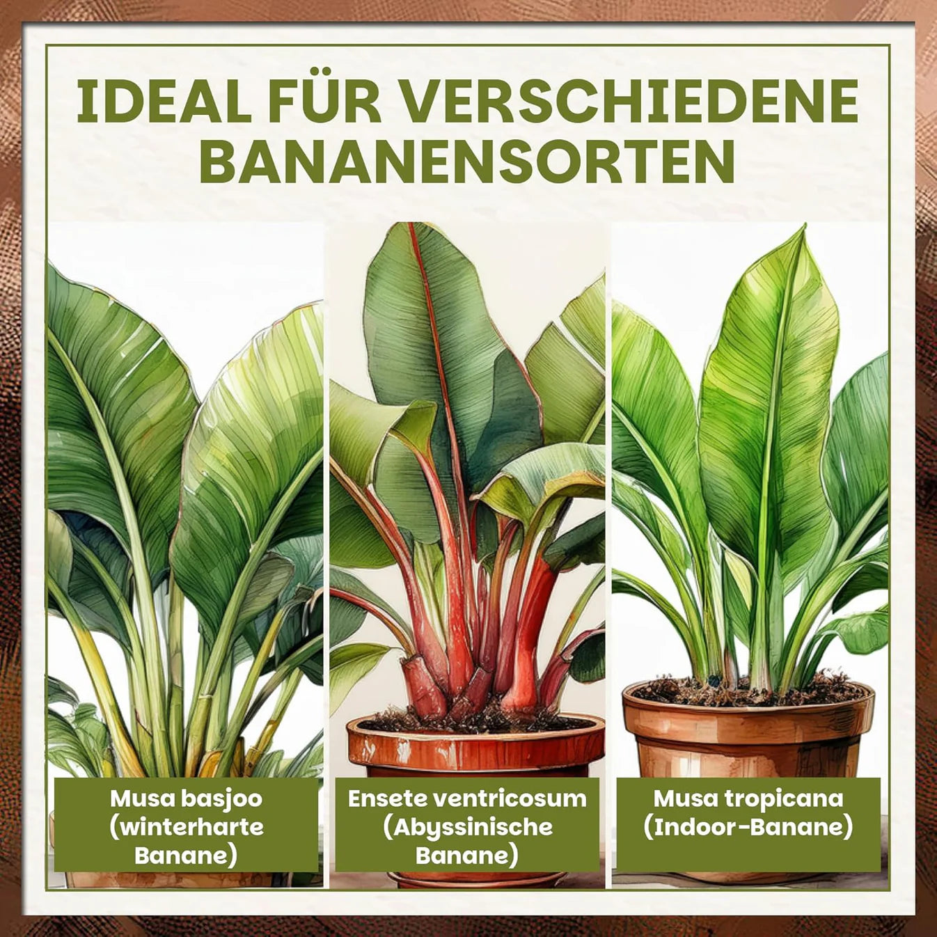 Green Home Bananenerde geeignet für verschiedene Bananensorten wie Musa basjoo, Ensete ventricosum und Musa tropicana.