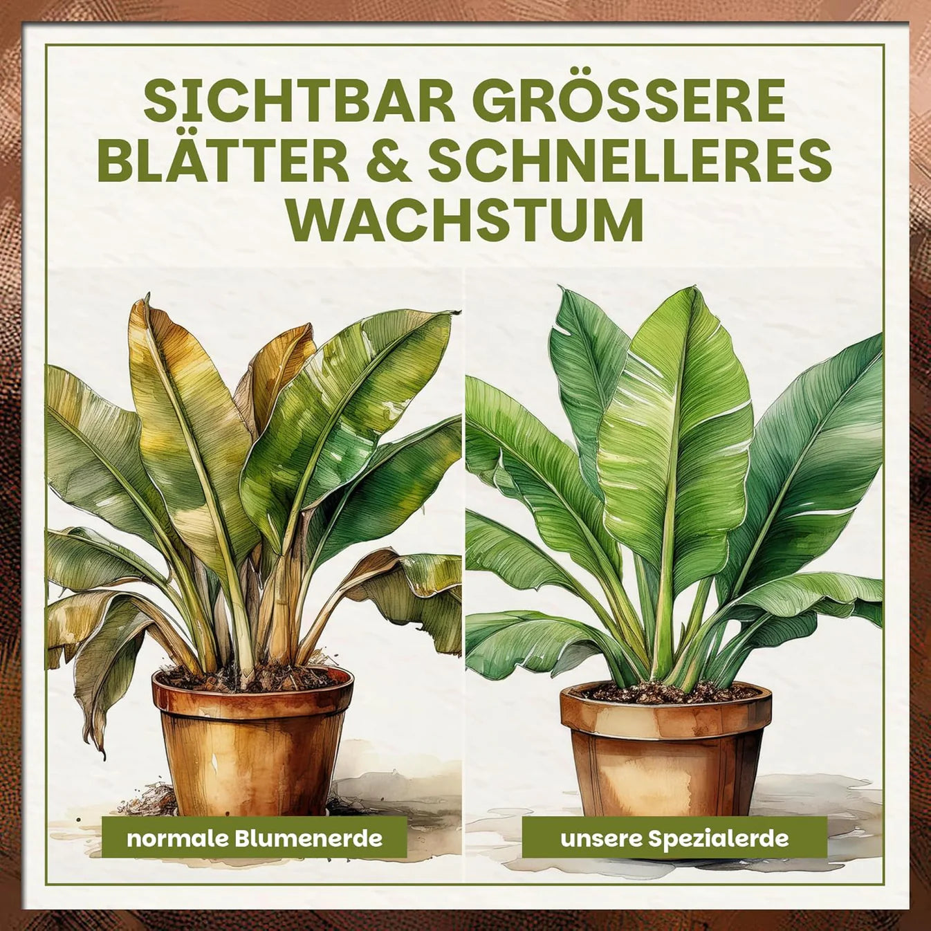 Vergleich zwischen normaler Blumenerde und Green Home Spezialerde mit sichtbar größeren Bananenblättern und schnellerem Wachstum.