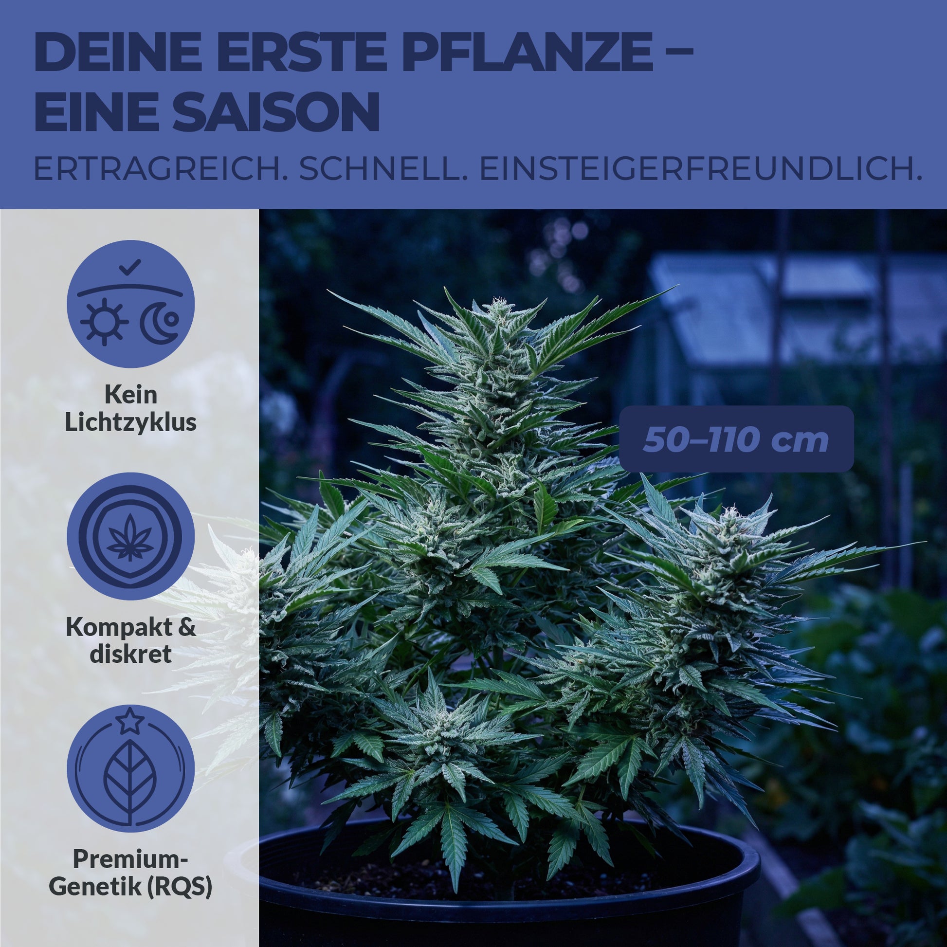 Green Home Cannabis Samen Schlaf - Franken Group
