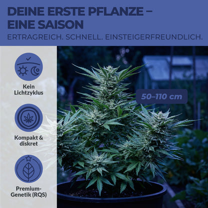 Green Home Cannabis Samen Schlaf - Franken Group