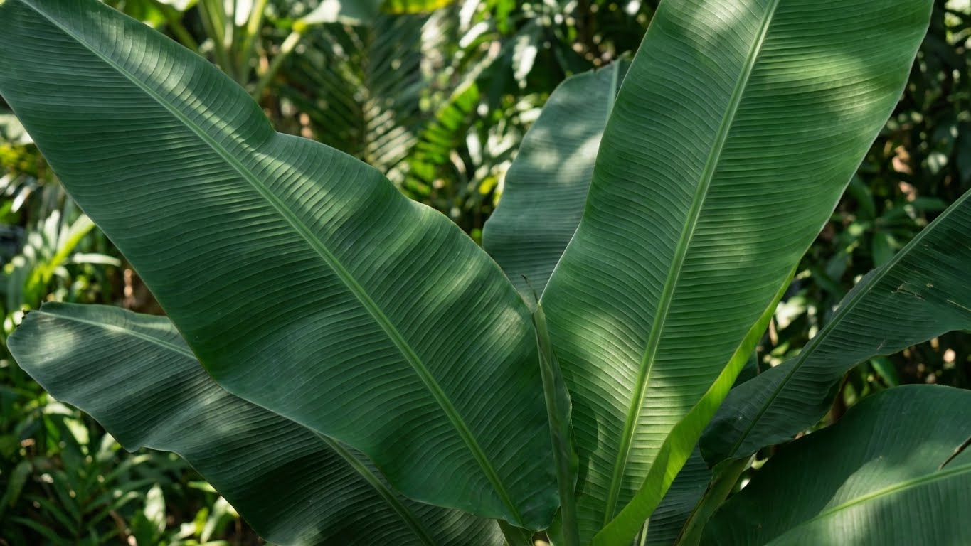 Detailaufnahme großer, gesunder und kräftig grüner Bananenblätter im natürlichen Umfeld.