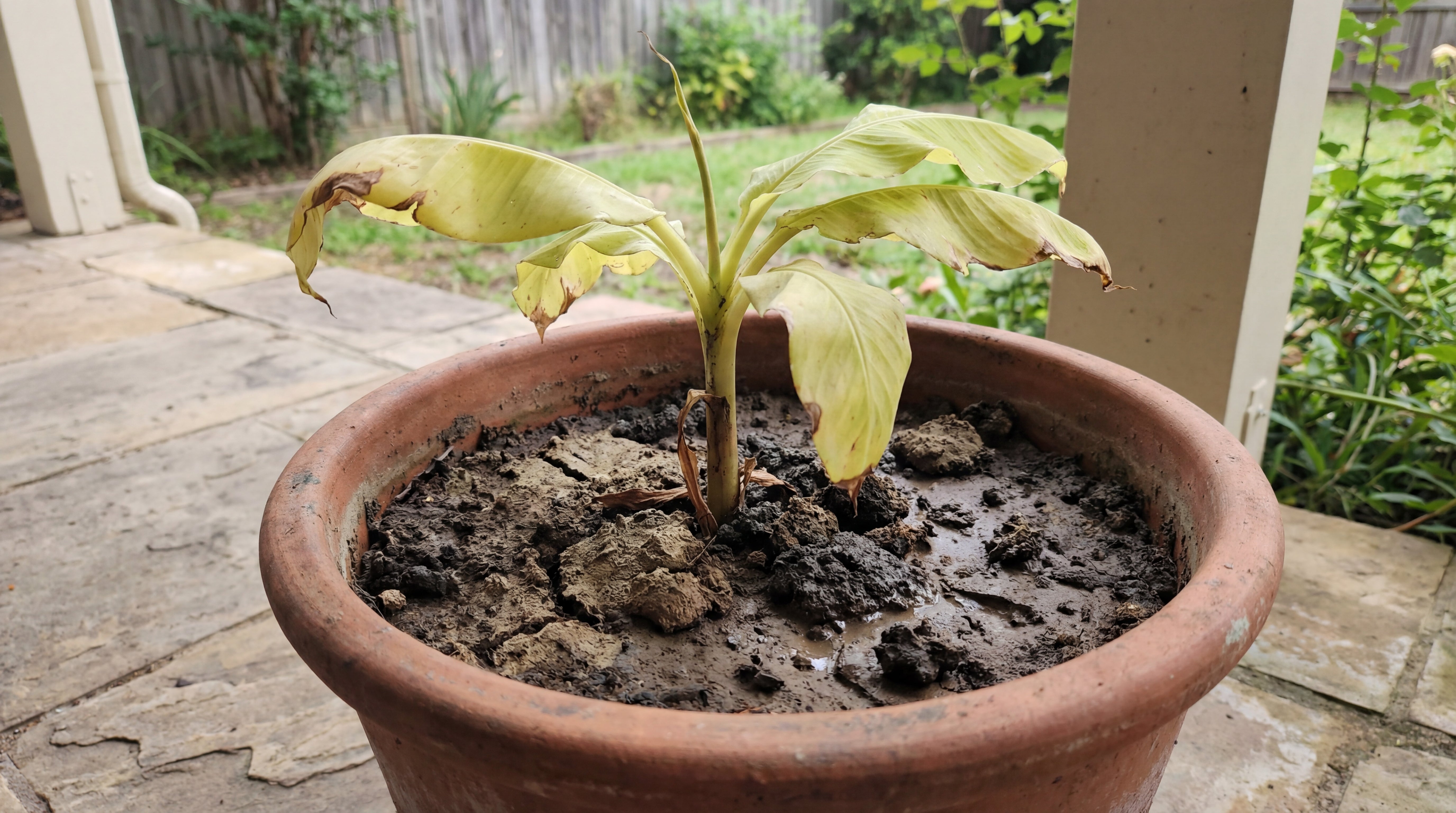 Bananenpflanze im Tontopf mit vergilbten Blättern und stark verdichteter, nasser Erde als Beispiel für Staunässe.