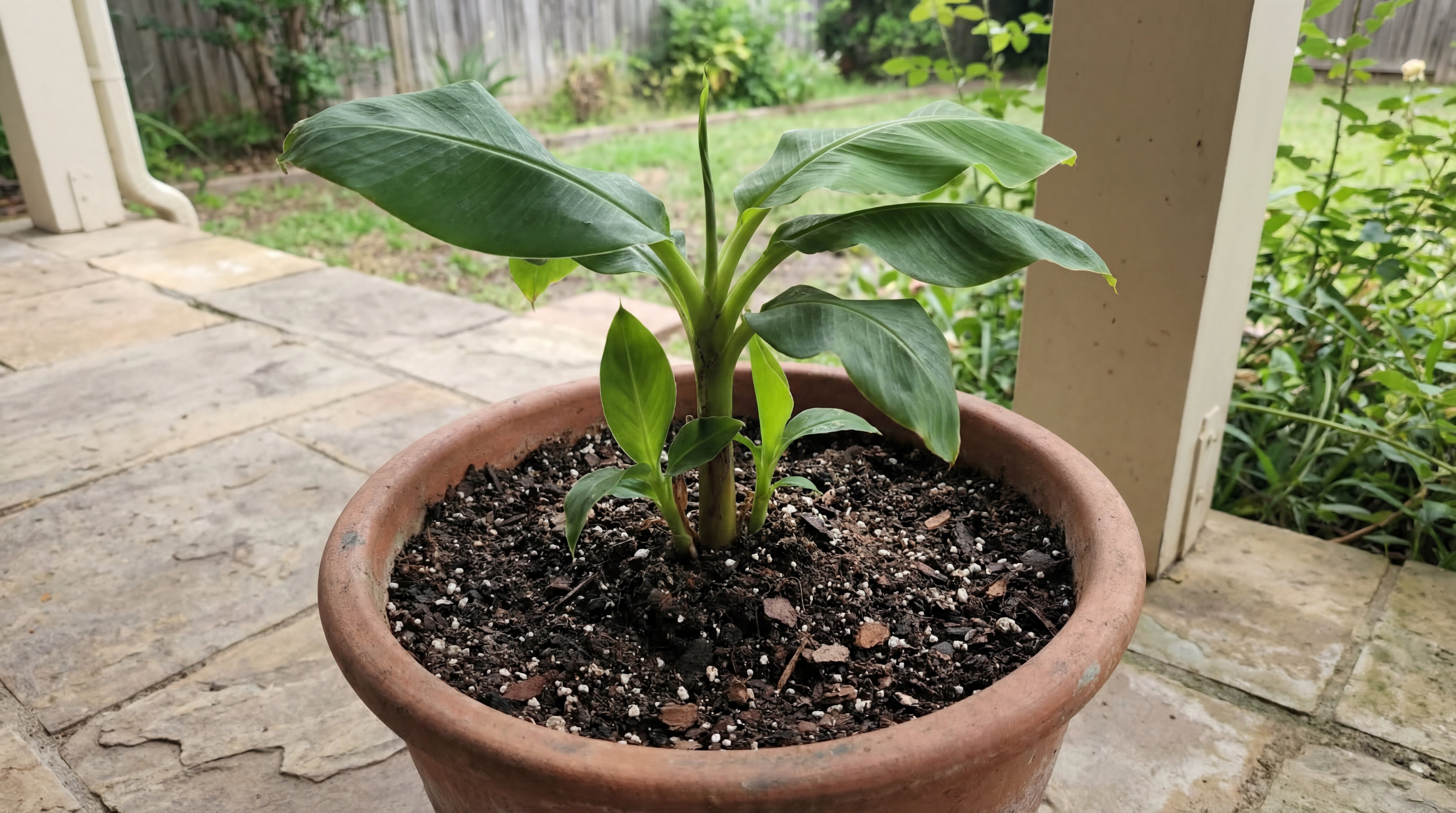 Bananenpflanze im Tontopf mit frischer, lockerer Erde und kräftigem grünem Neuaustrieb.
