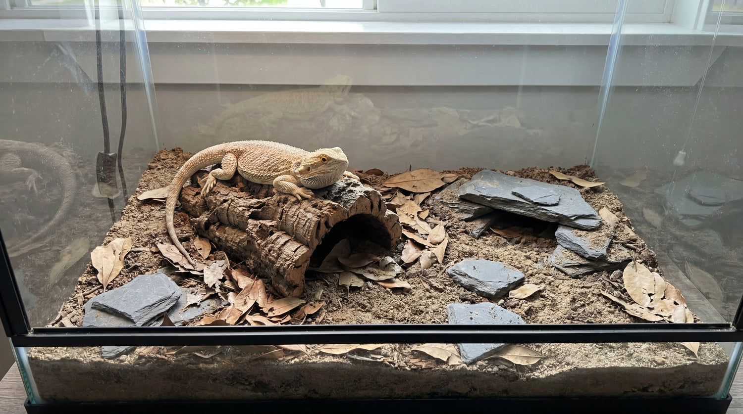Bartagame im Terrarium auf staubarmem Naturbodensubstrat mit Steinen und Rückzugsplätzen
