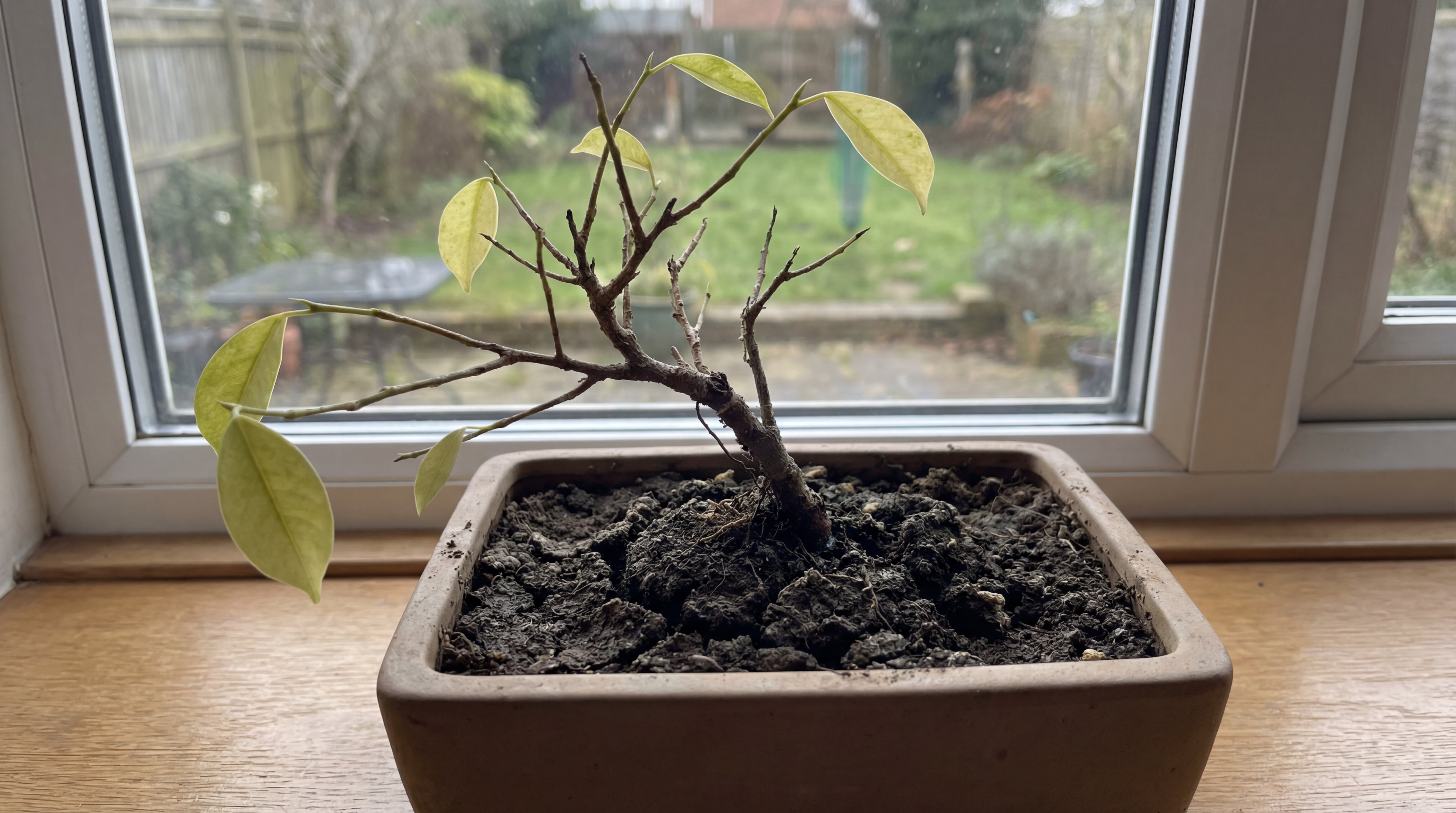 Geschwächter Bonsai vor der Pflege mit Spezialerde – verdichtete Erde und gelbliche Blätter im Bonsaischale