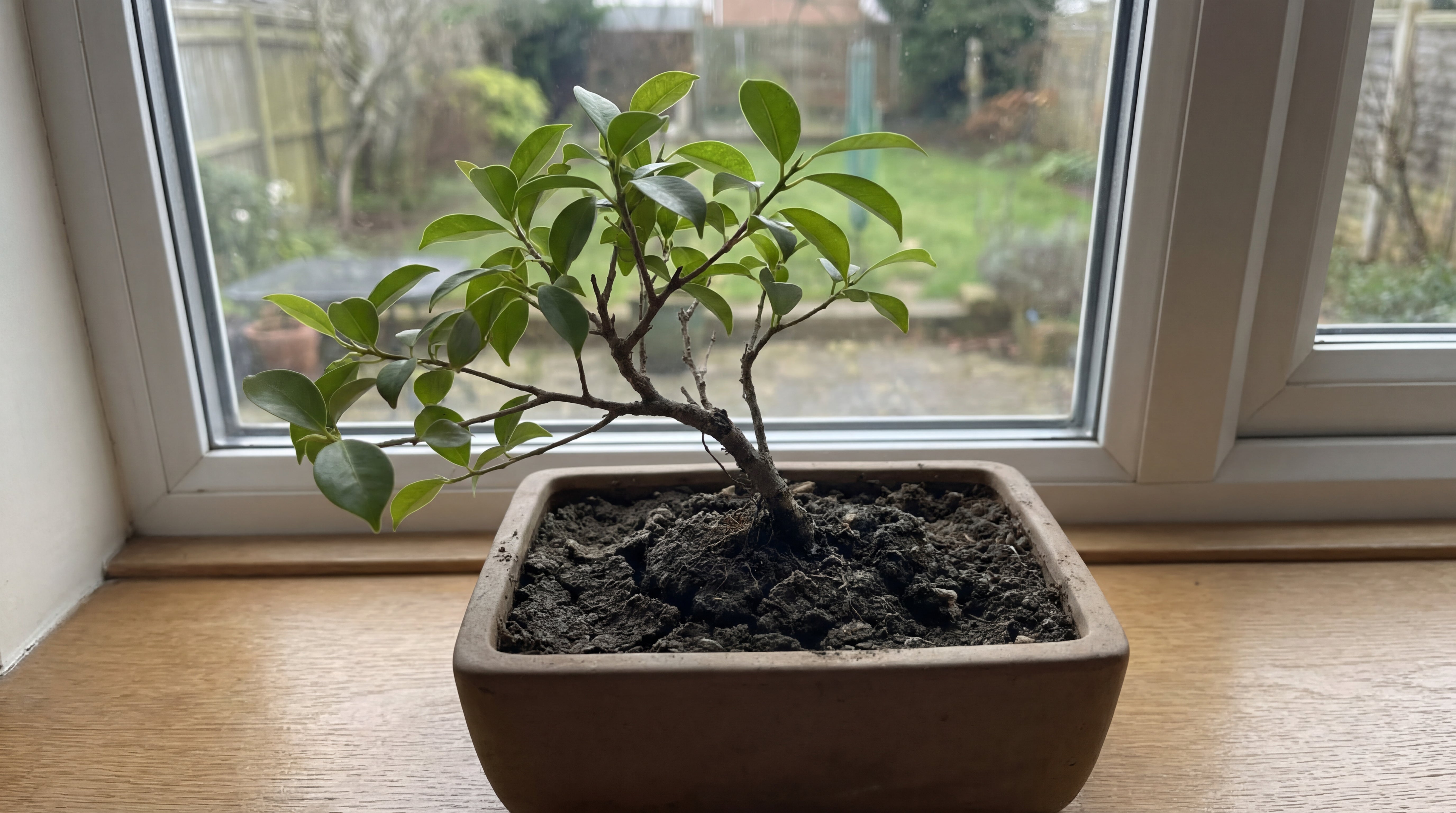 Gesunder Bonsai nach dem Umtopfen mit Green Home Bonsai Erde – lockeres Substrat und vitale grüne Blätter