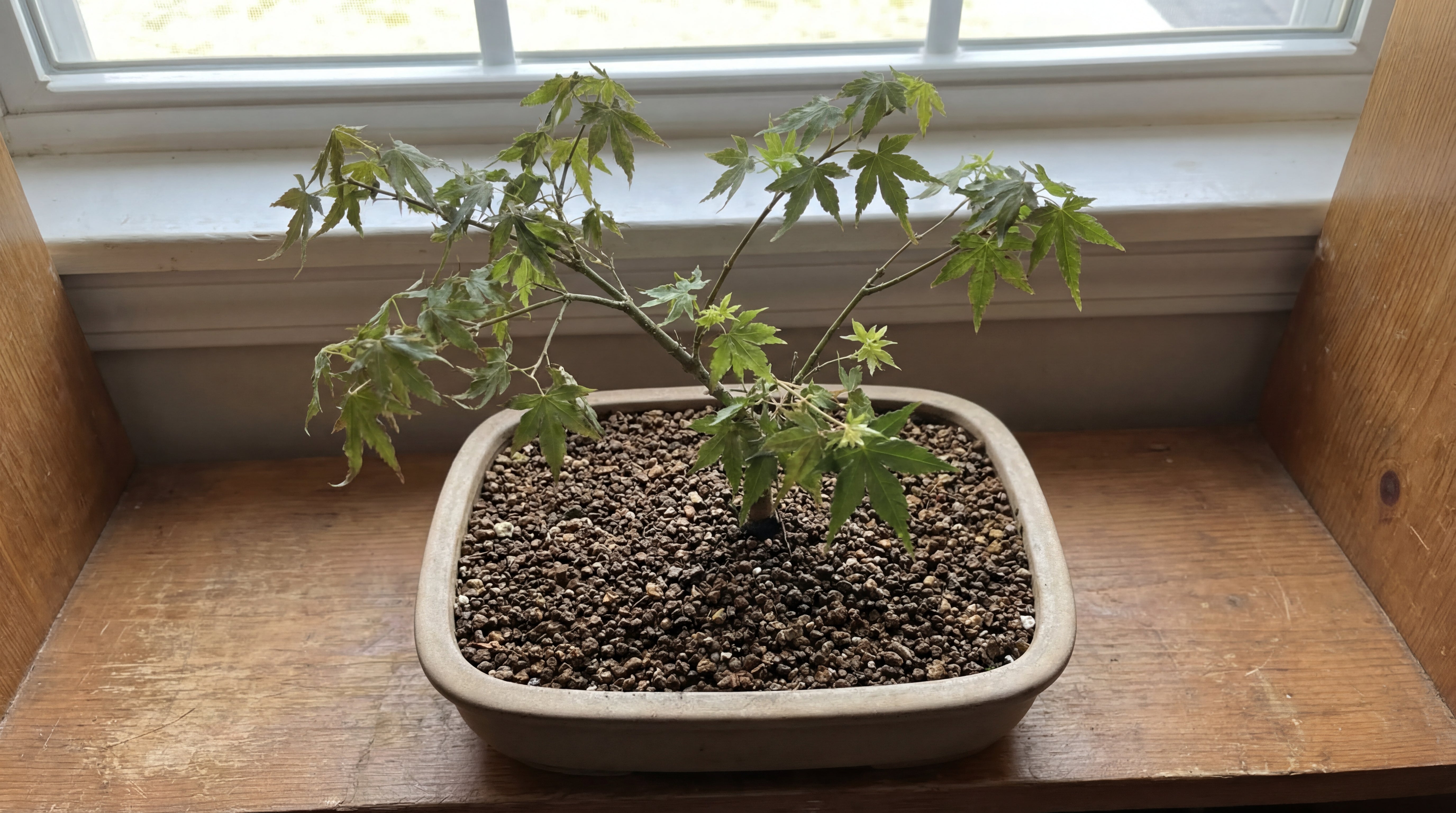 Vitaler Bonsai in lockerer, strukturstabiler Spezialerde mit sichtbarer Körnung – Vergleich zur herkömmlichen Blumenerde.