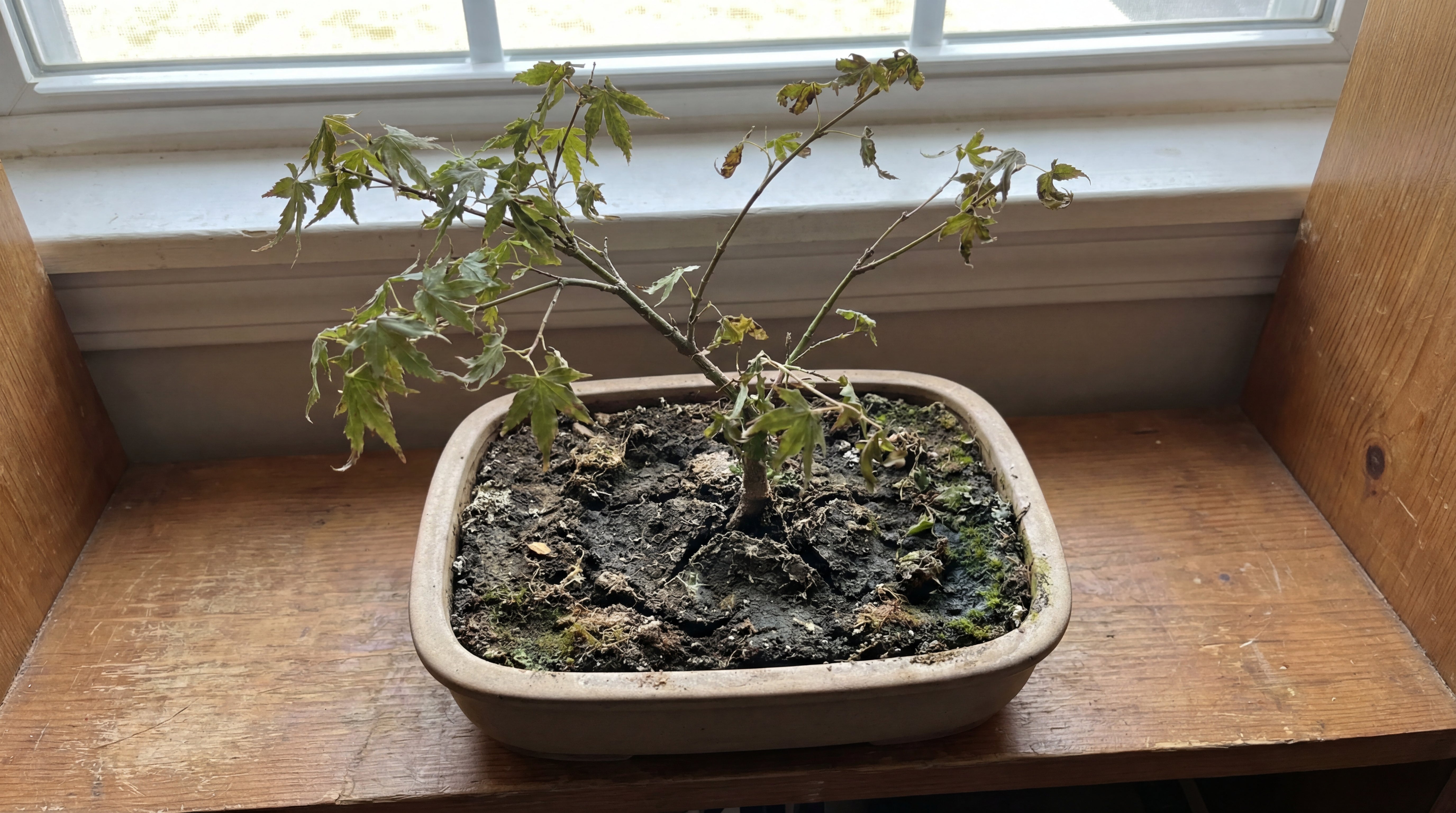 Geschwächter Bonsai mit verdichteter, rissiger Erde und hängenden Blättern – Beispiel für ungeeignetes Substrat.