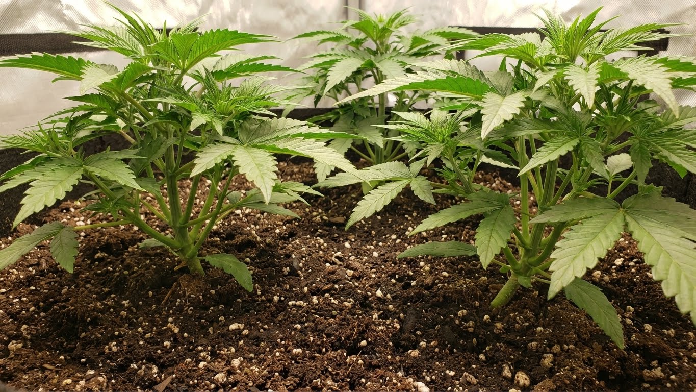 Junge Cannabispflanzen im Indoor-Anbau mit lockerer, gut durchlüfteter Cannabiserde.