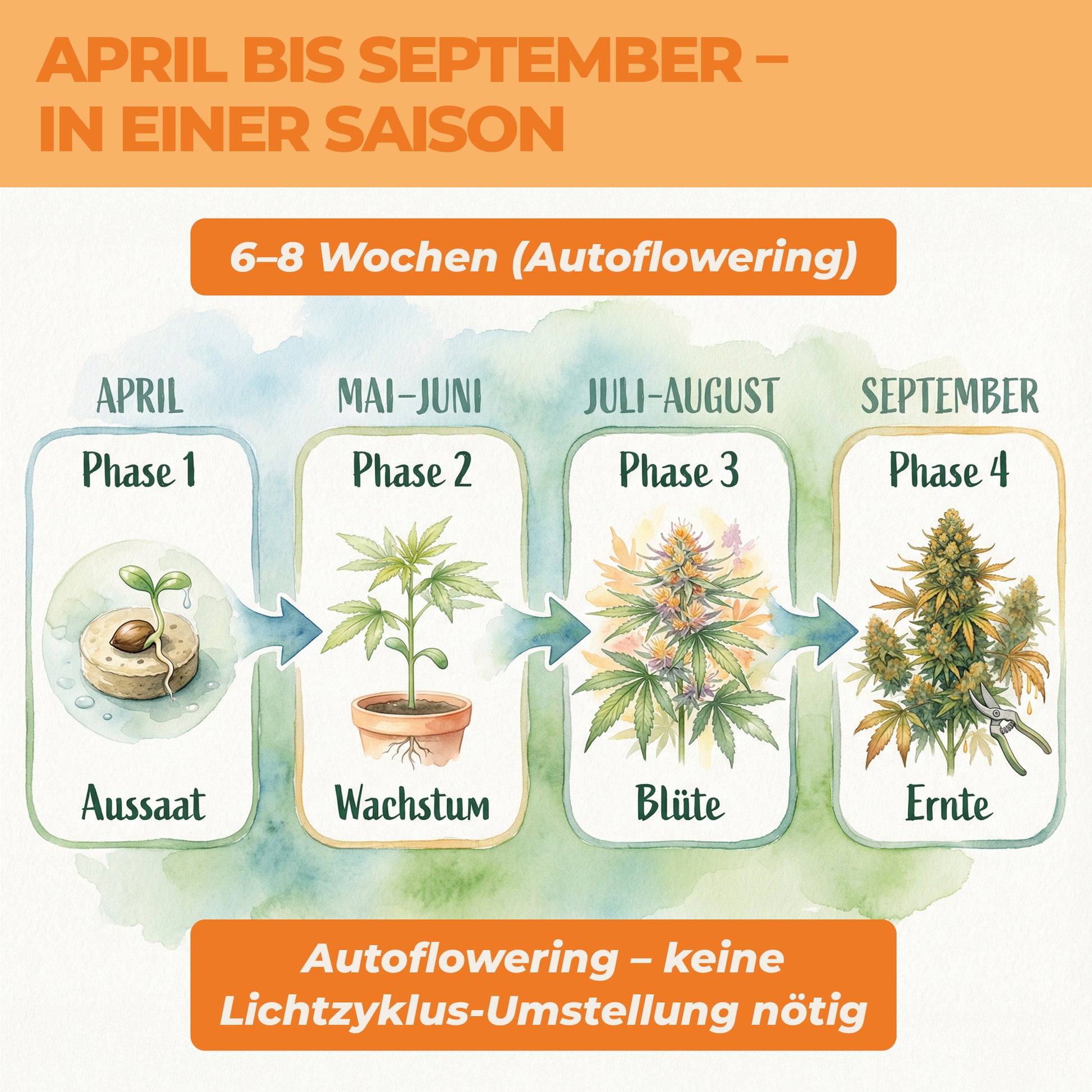 Cannabis anbauen Zeitplan April bis September – Autoflowering Aussaat bis Ernte