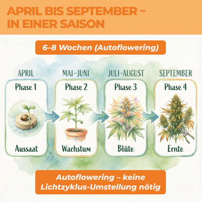 Cannabis anbauen Zeitplan April bis September – Autoflowering Aussaat bis Ernte