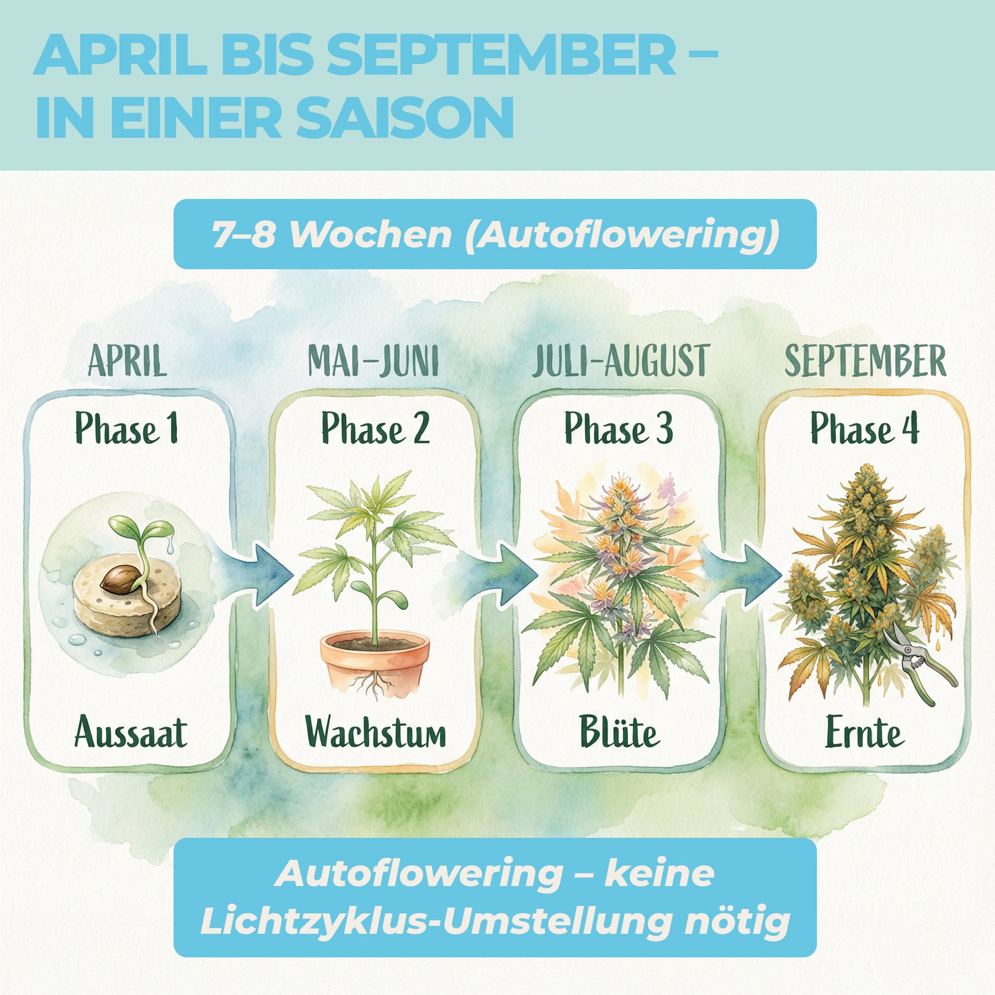 Cannabis anbauen Zeitplan April bis September – Autoflowering Aussaat bis Ernte