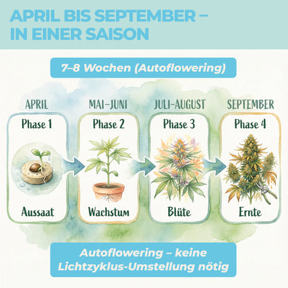 Cannabis anbauen Zeitplan April bis September – Autoflowering Aussaat bis Ernte