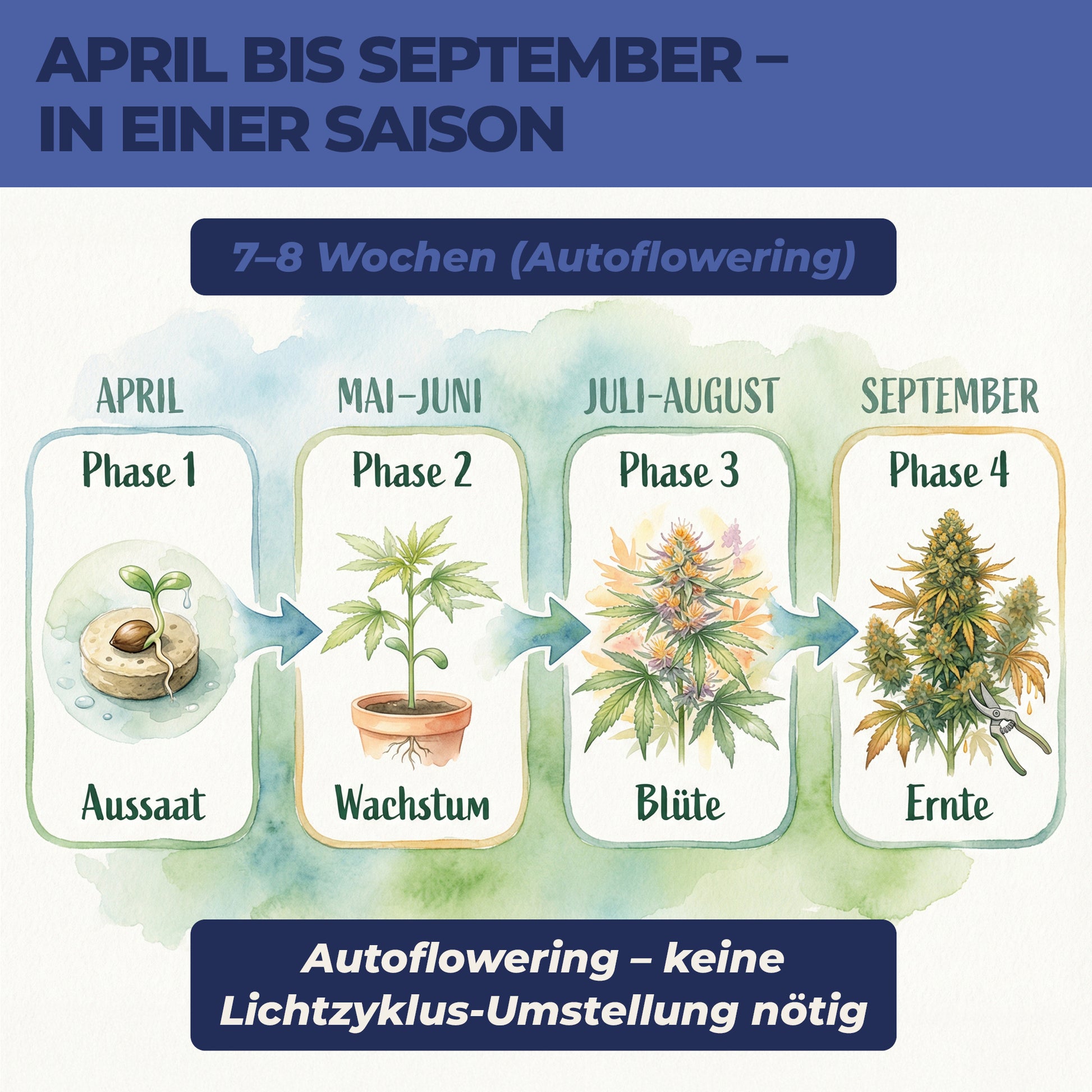 Cannabis anbauen Zeitplan April bis September – Autoflowering Aussaat bis Ernte