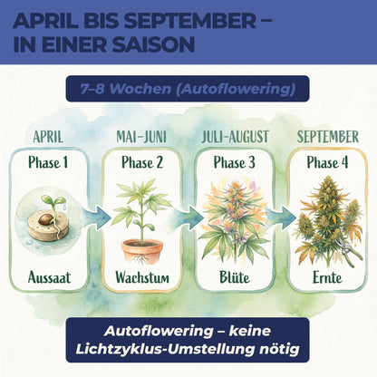 Cannabis anbauen Zeitplan April bis September – Autoflowering Aussaat bis Ernte
