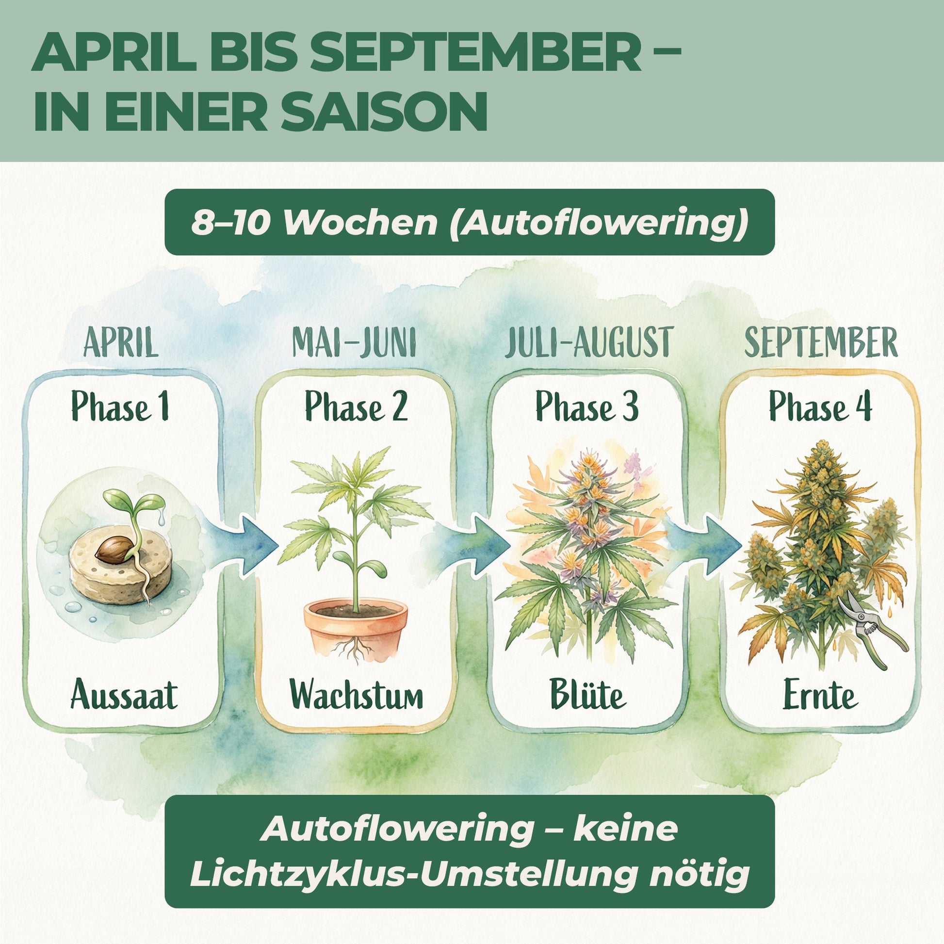 Cannabis anbauen Zeitplan April bis September – Autoflowering Aussaat bis Ernte