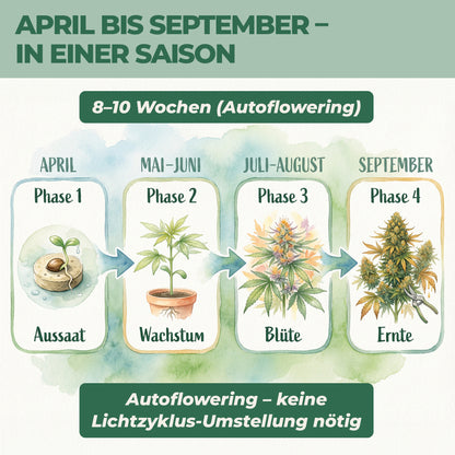 Cannabis anbauen Zeitplan April bis September – Autoflowering Aussaat bis Ernte