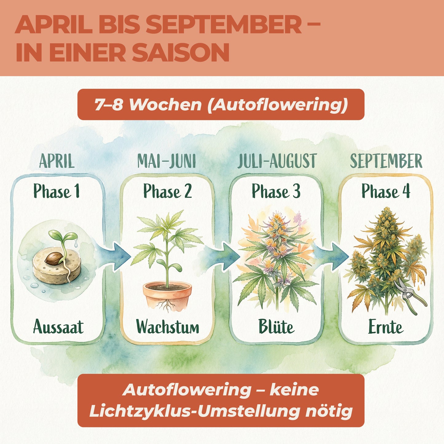 Cannabis anbauen Zeitplan April bis September – Autoflowering Aussaat bis Ernte