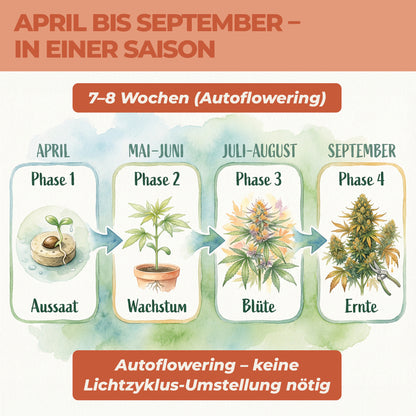 Cannabis anbauen Zeitplan April bis September – Autoflowering Aussaat bis Ernte