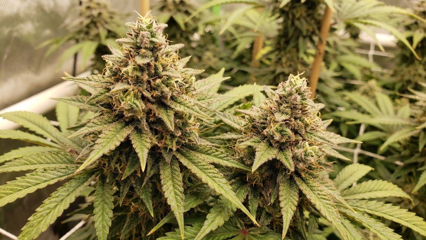 Detailaufnahme harzreicher Cannabisblüten im Indoor-Growzelt unter LED-Beleuchtung.