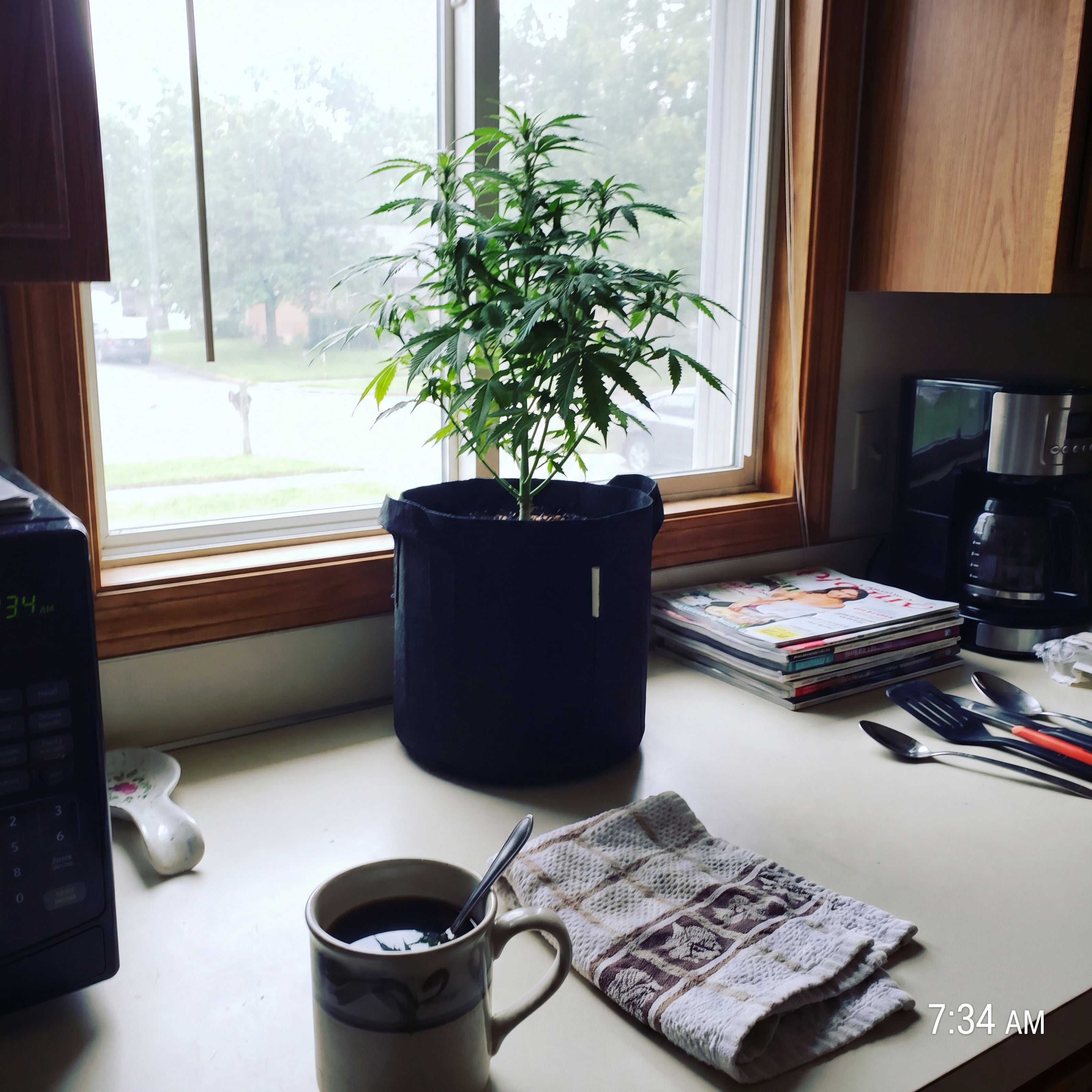 LEICHT Cannabis Outdoor Grow Set in Anwendung, Stress Killer CBD im Filztopf auf Fensterbank in der Küche