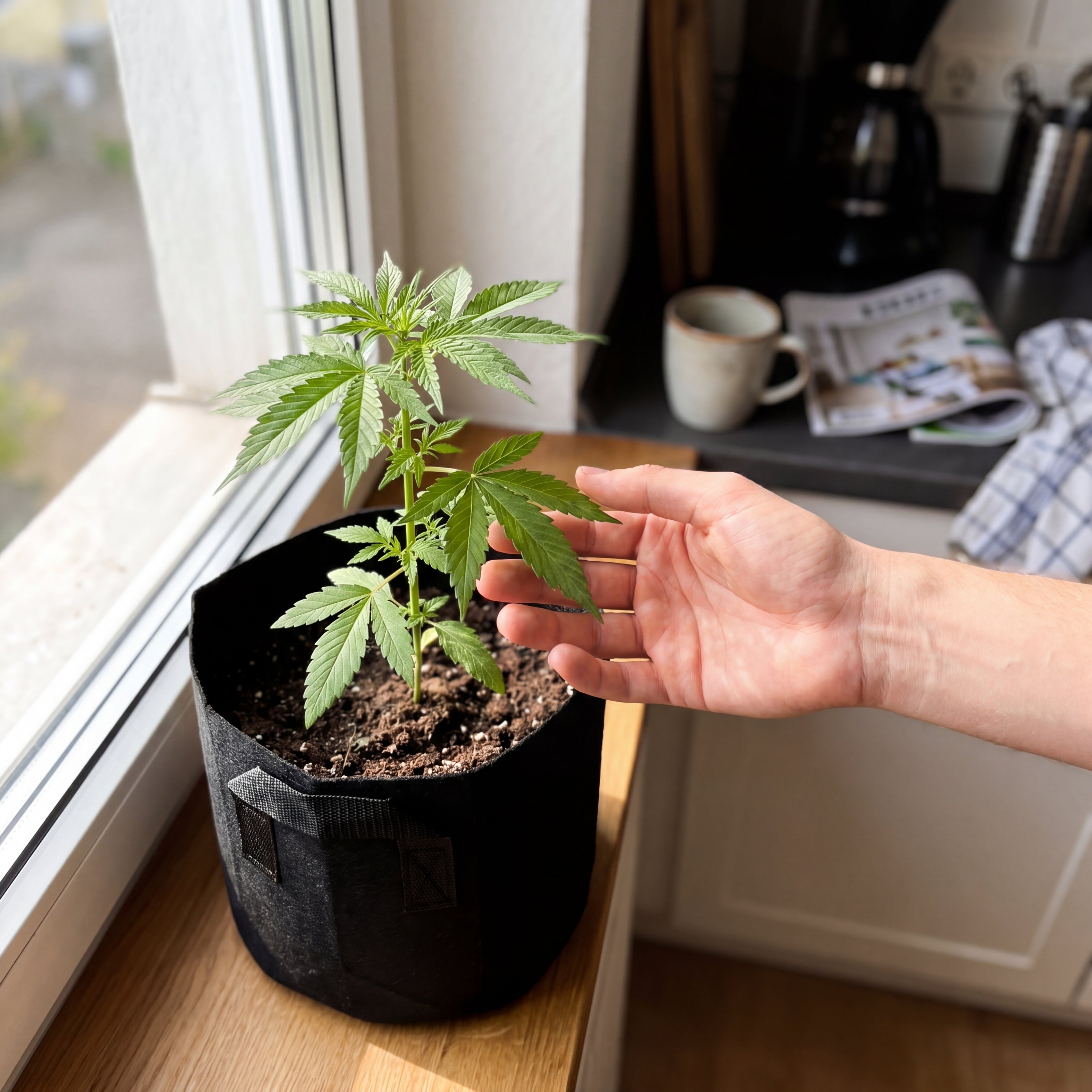 Hand berührt Cannabis-Blatt der Stress Killer CBD im LEICHT Outdoor Grow System auf Küchenfensterbank