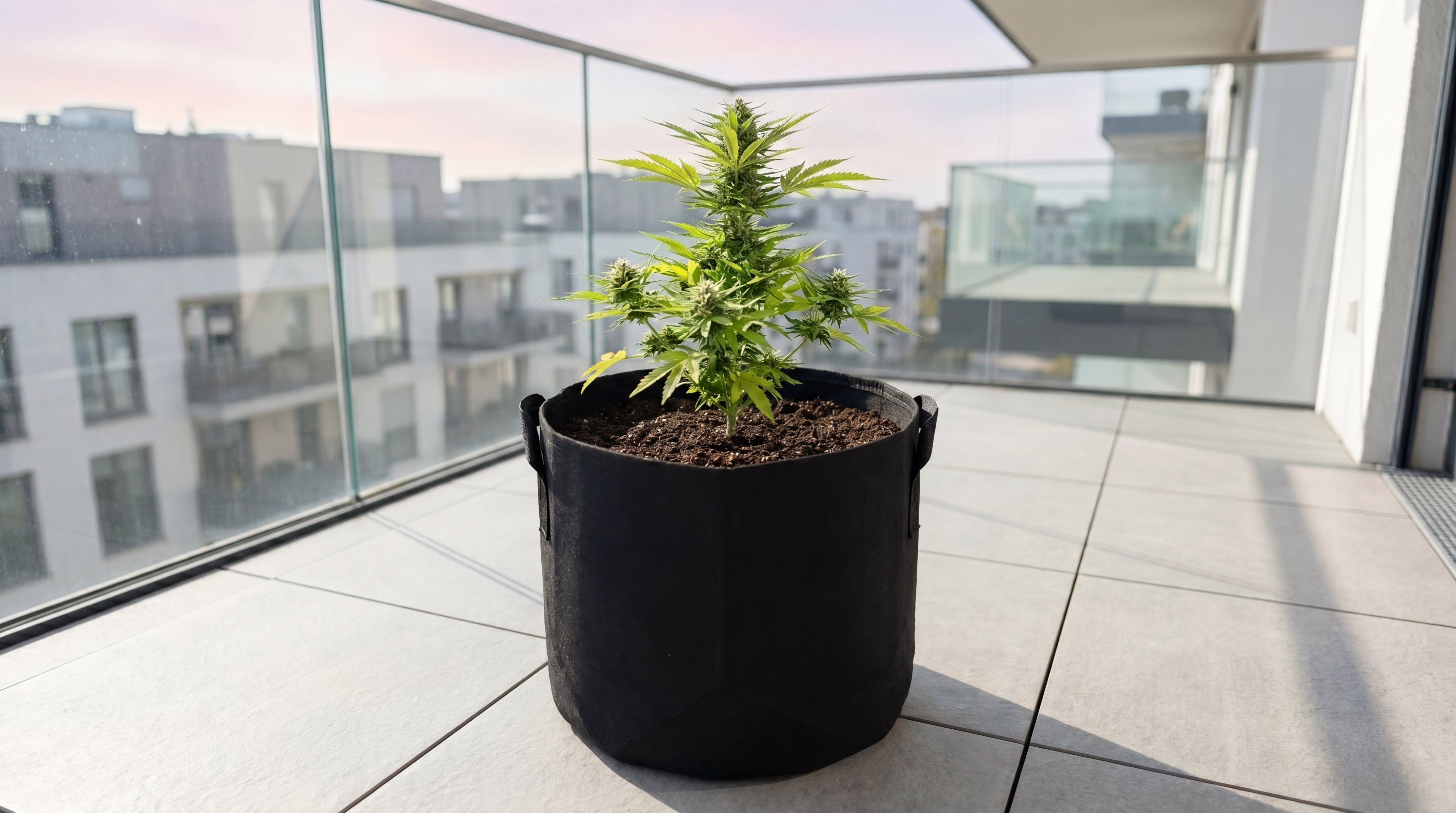 Nachher Bild LEICHT Cannabis Outdoor Grow System: erntereife Stress Killer CBD Pflanze im Filztopf auf modernem Balkon