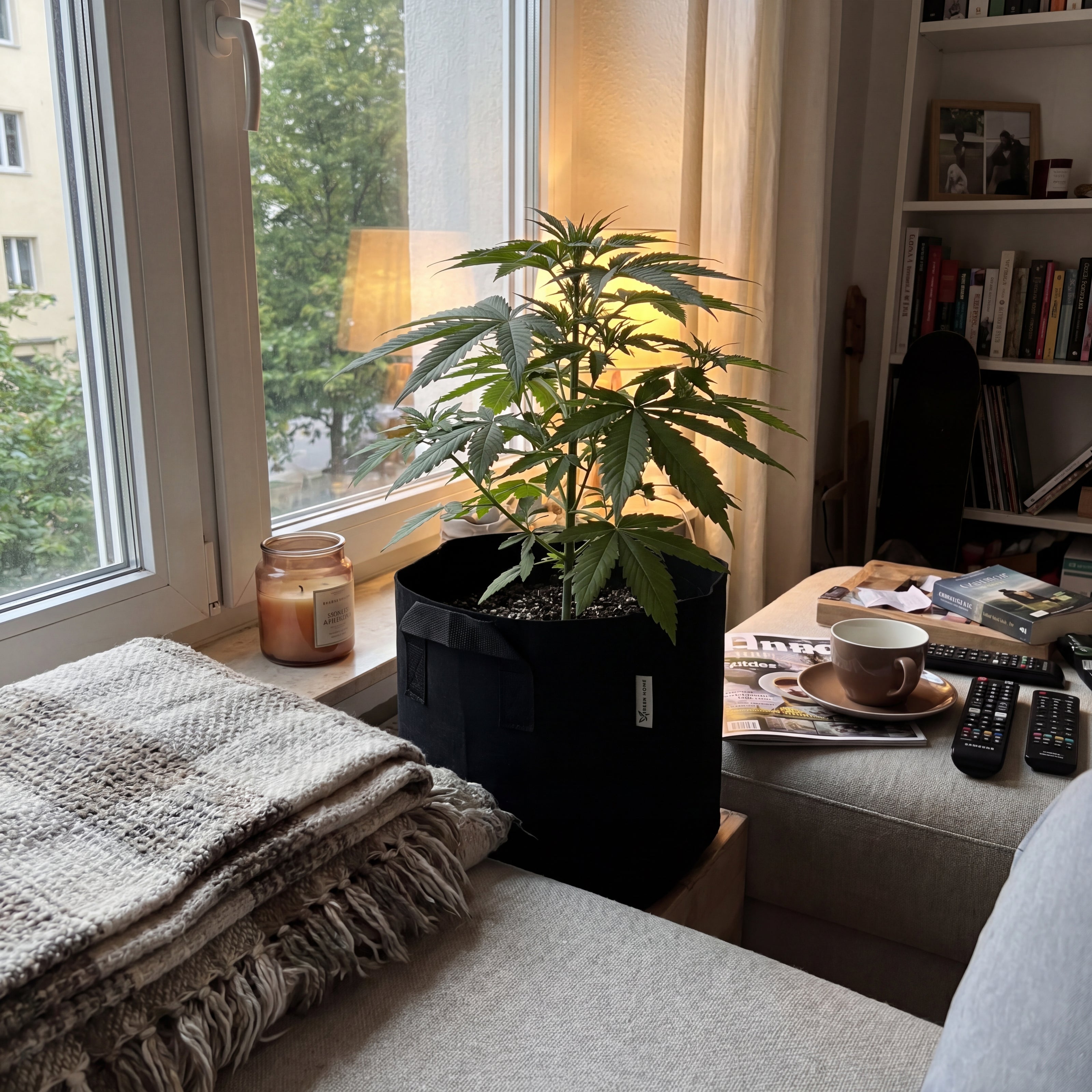 NÄHE Cannabis Outdoor Grow Set in Anwendung, Royal Kush Auto im Filztopf am Wohnzimmerfenster bei Lampenlicht