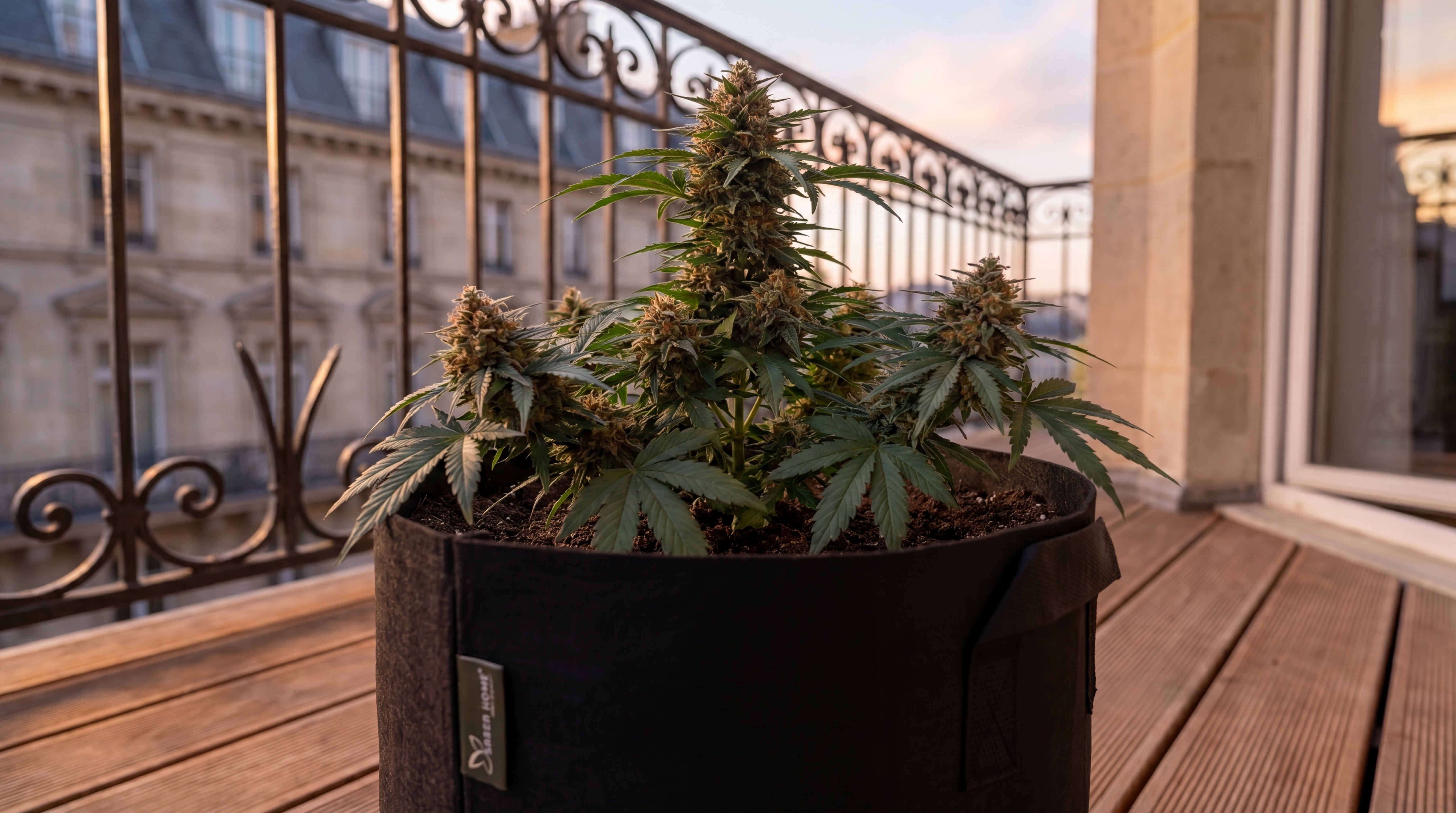 Nachher Bild NÄHE Cannabis Outdoor Grow System: erntereife Royal Kush Auto Pflanze im Filztopf auf Holzbalkon