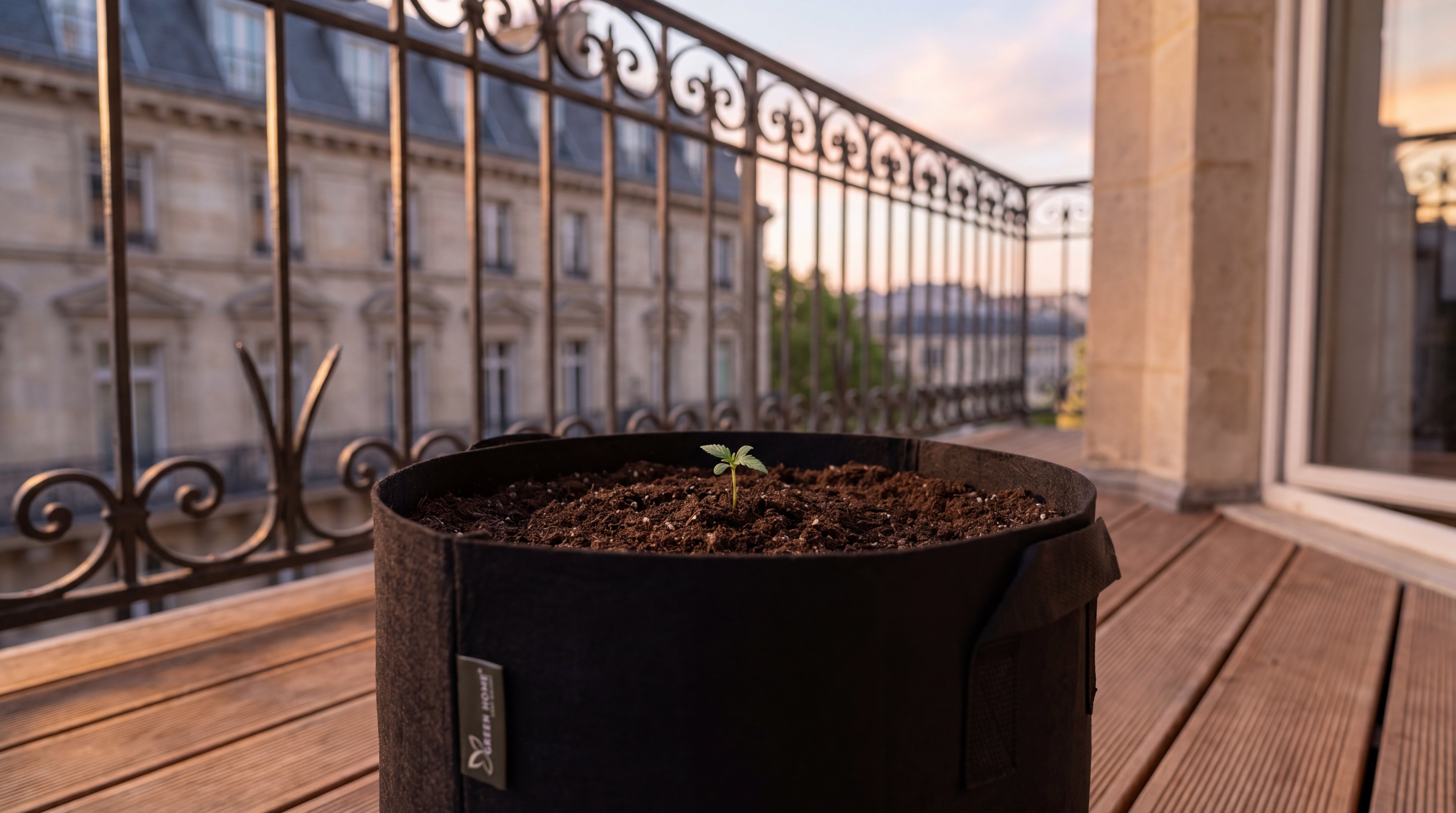 Vorher Bild NÄHE Cannabis Outdoor Grow System: junger Keimling im Filztopf auf Holzbalkon zu Saisonbeginn