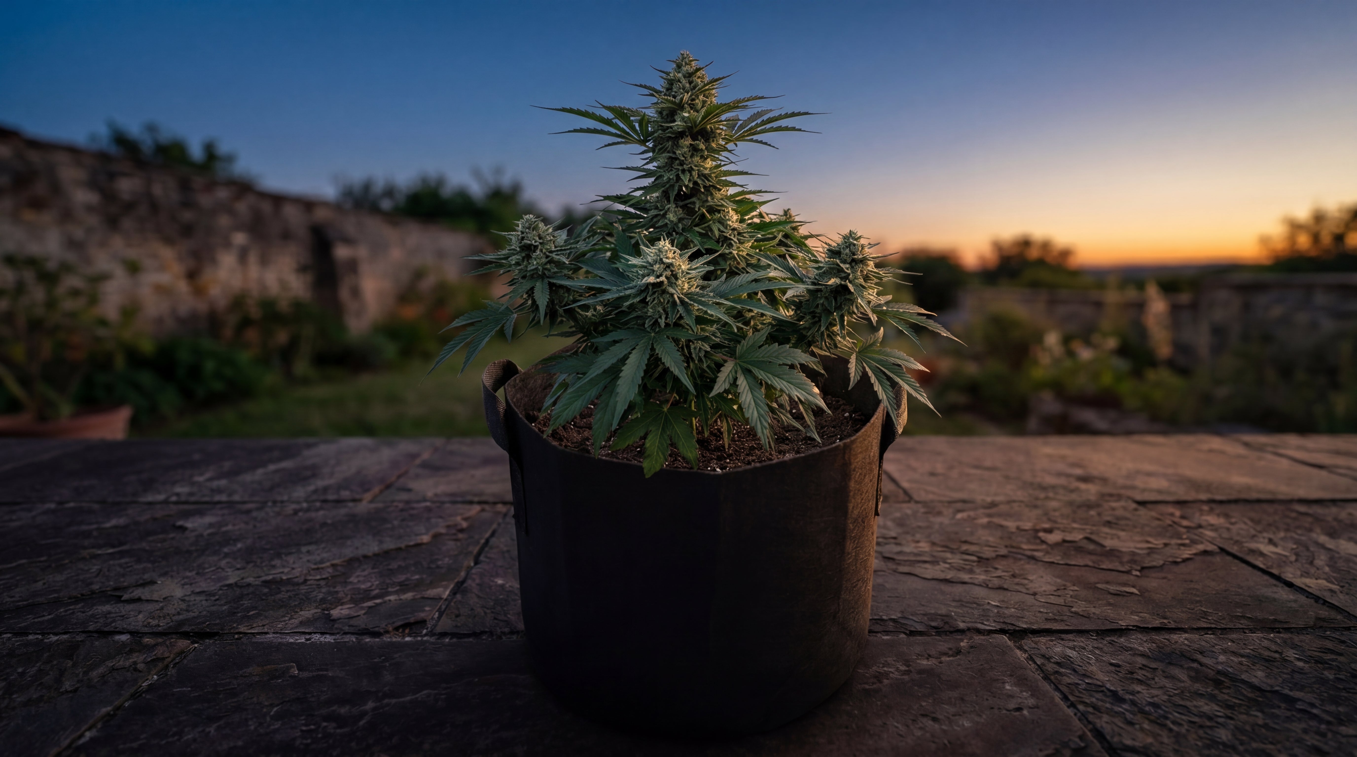 Nachher Bild SCHLAF Cannabis Outdoor Grow System: erntereife White Widow Auto Pflanze im Filztopf auf Terrasse