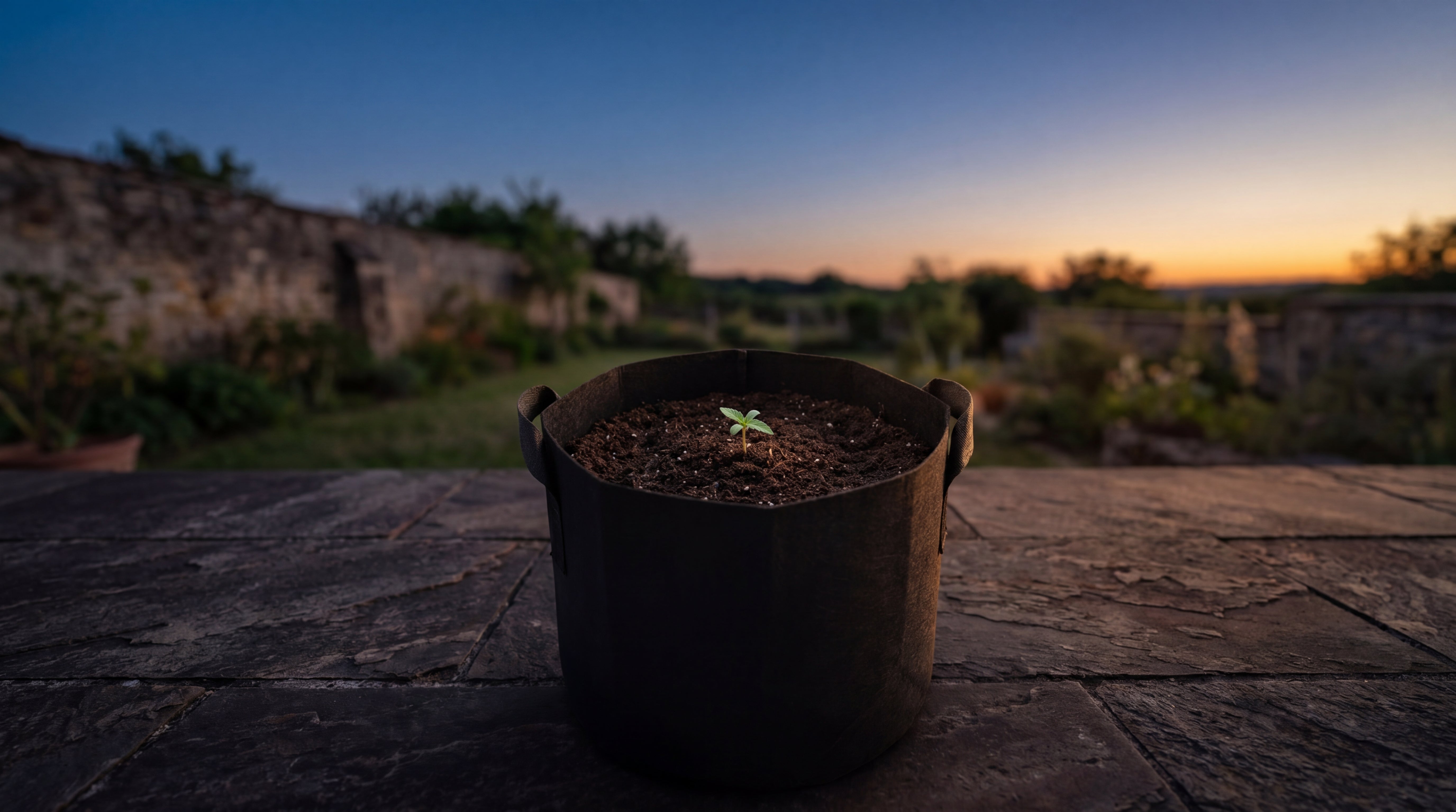 Vorher Bild SCHLAF Cannabis Outdoor Grow System: junger Keimling im Filztopf auf Terrasse zur Dämmerung