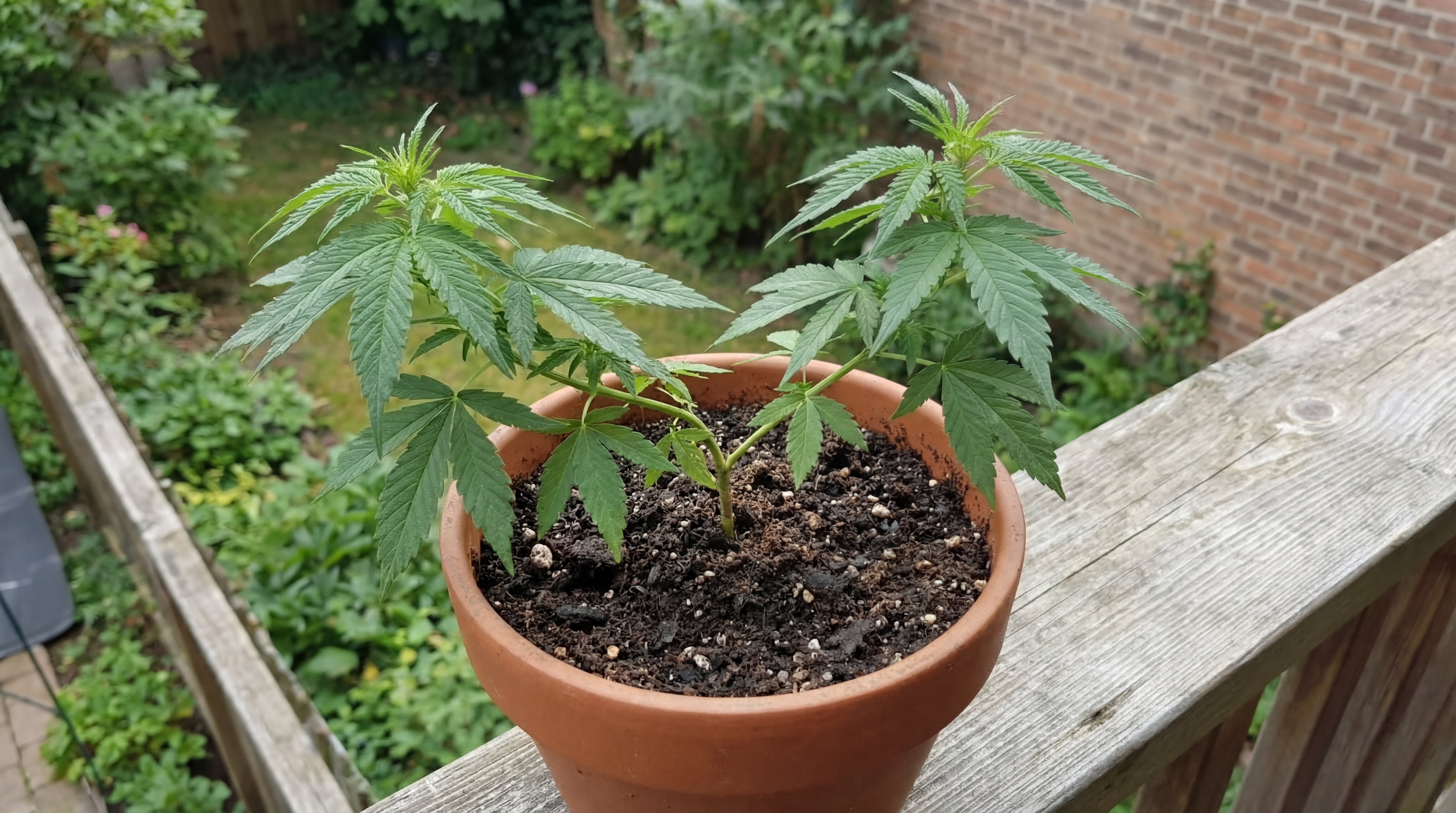 Gesunde Cannabispflanze im Topf mit kräftigem Blattwerk durch optimale Nährstoffversorgung der Erde.