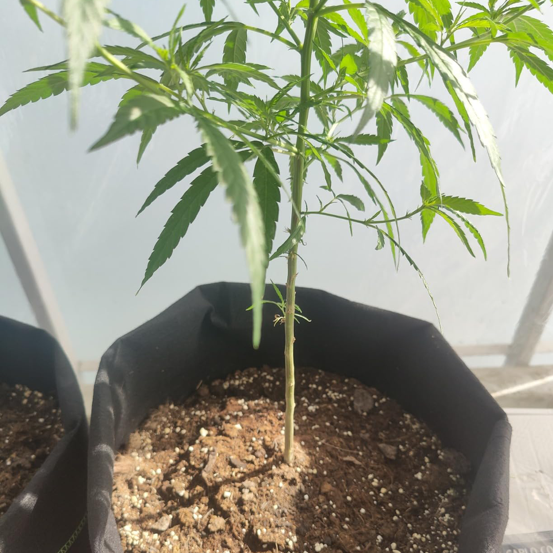 Cannabis-Pflanze im Pflanzsack mit kräftigem Stamm – ideale Belüftung und Wurzelentwicklung.