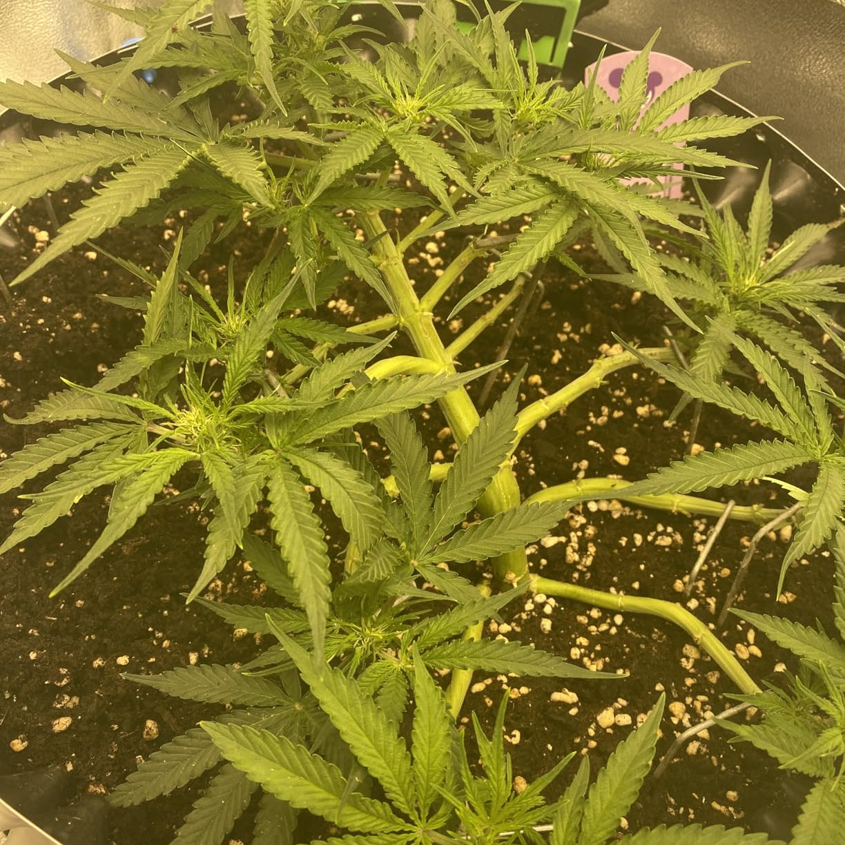 Cannabispflanze in der Wachstumsphase im Indoor-Grow mit gleichmäßig entwickeltem Blattwerk.