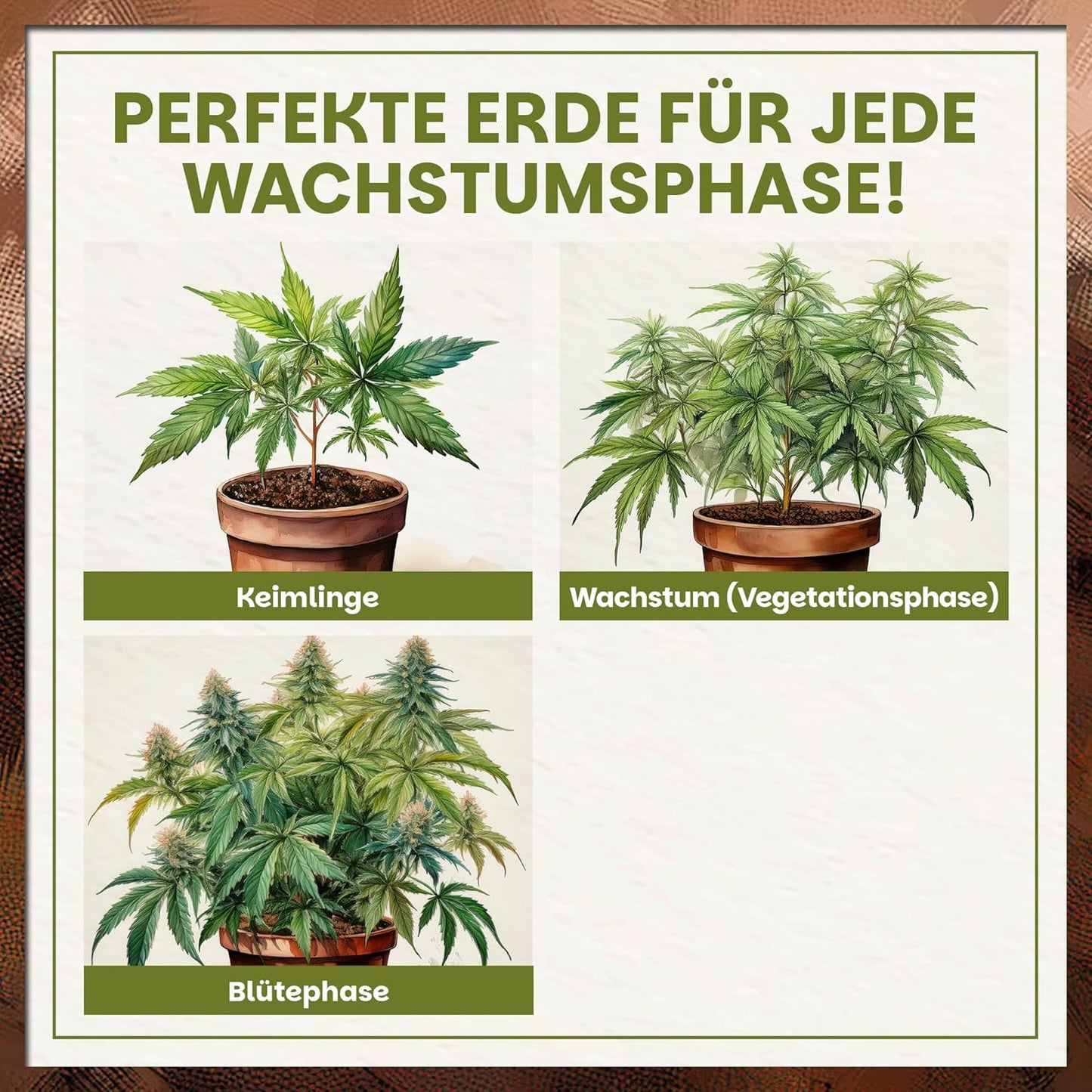 Cannabis-Erde geeignet für Keimlinge, Vegetationsphase und Blütephase
