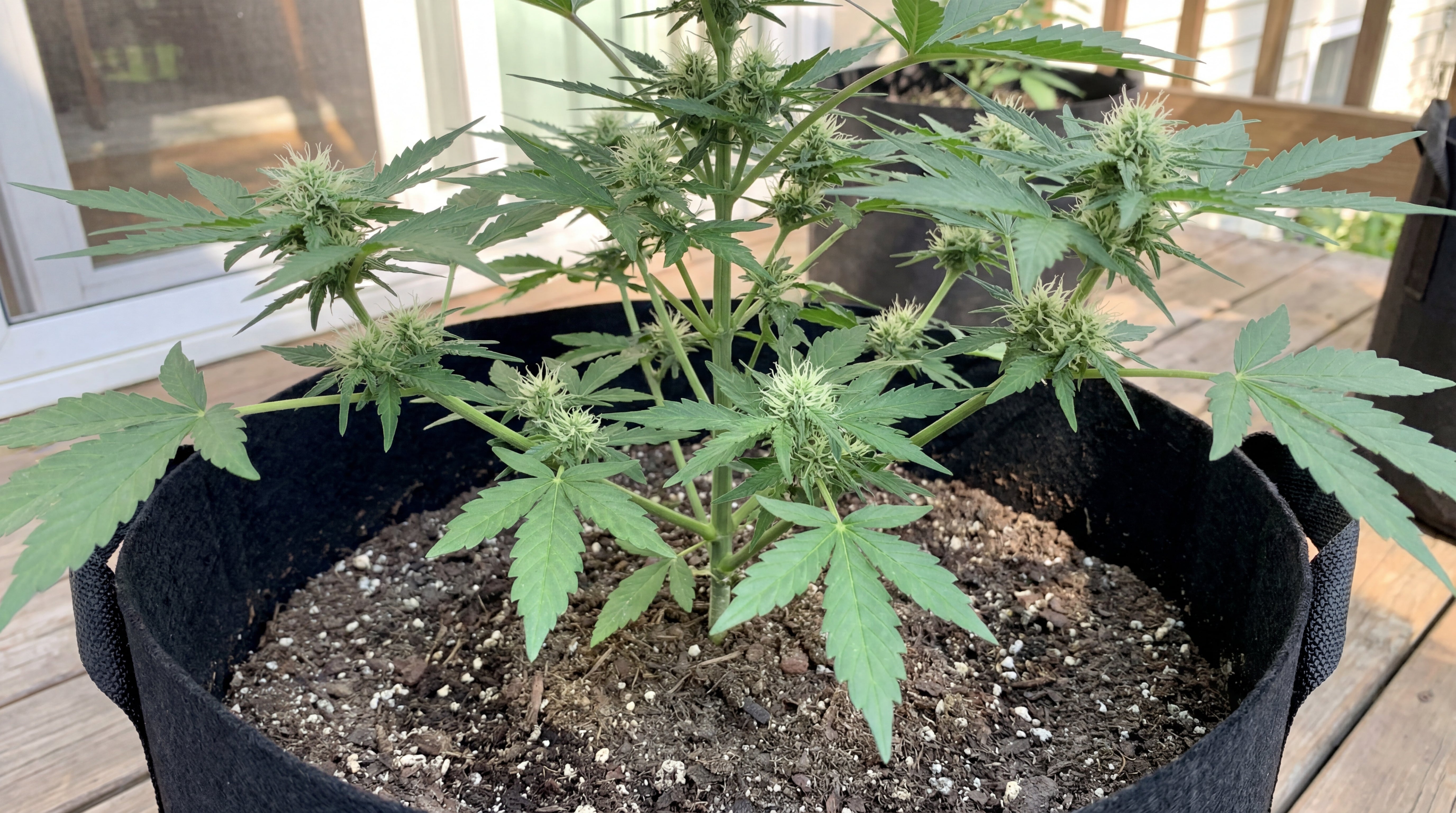 Cannabispflanze in der Blütephase in einem schwarzen Stofftopf auf einer Terrasse.