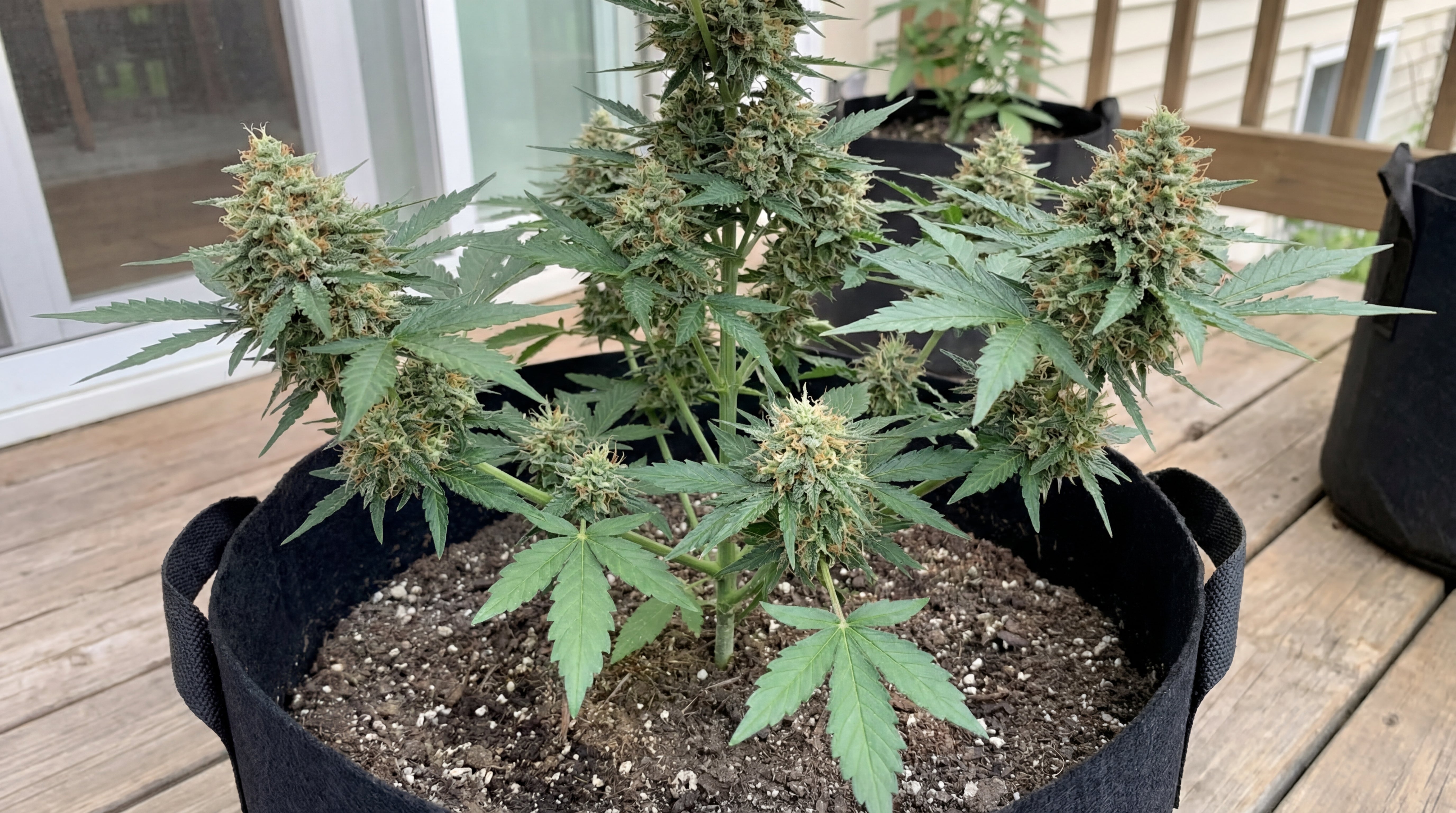 Cannabispflanze mit dichten, reifen Blüten in einem Stofftopf auf einem Holzboden im Außenbereich.