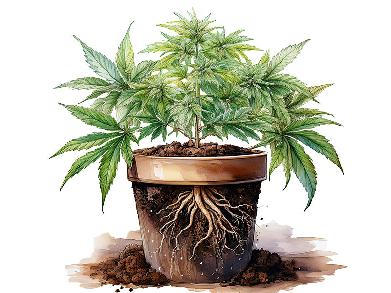 Illustration einer Cannabispflanze im Topf mit sichtbarer Wurzelstruktur für gesundes Wachstum in spezieller Cannabiserde.
