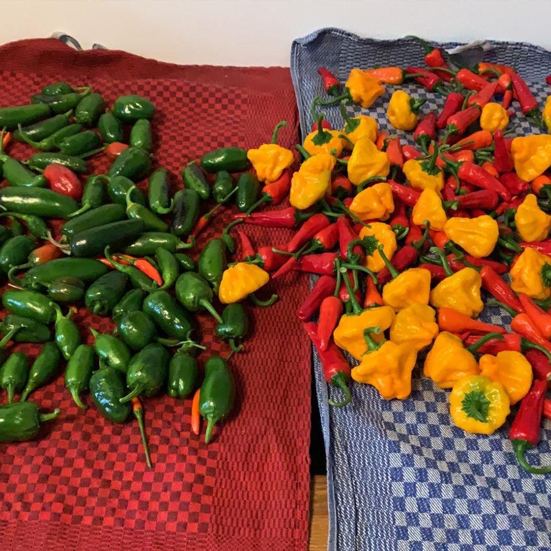 Reiche Chili-Ernte mit grünen, roten und gelben Schoten nach erfolgreichem Anbau