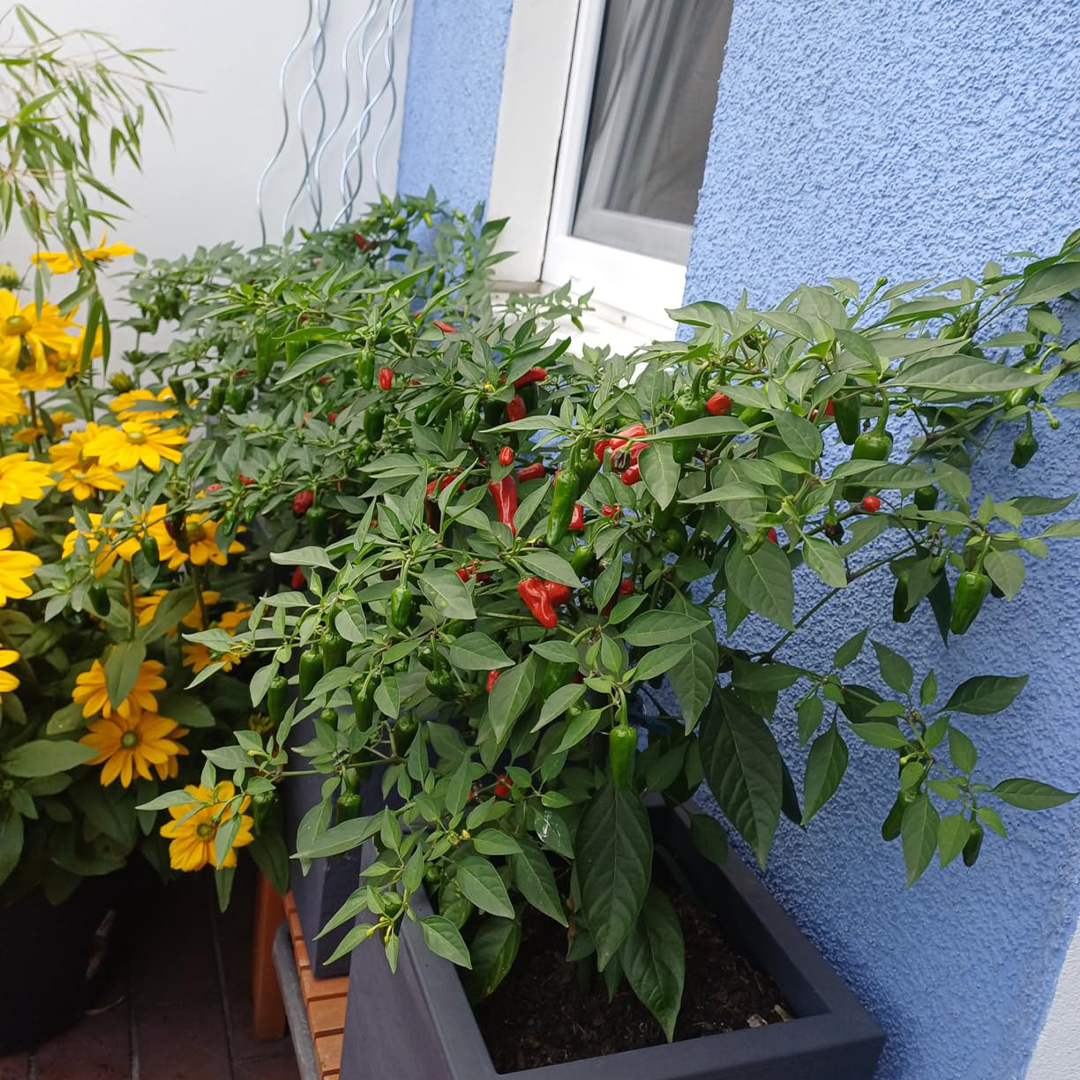Chili-Pflanzen im Balkonkübel mit vielen Früchten in urbaner Umgebung
