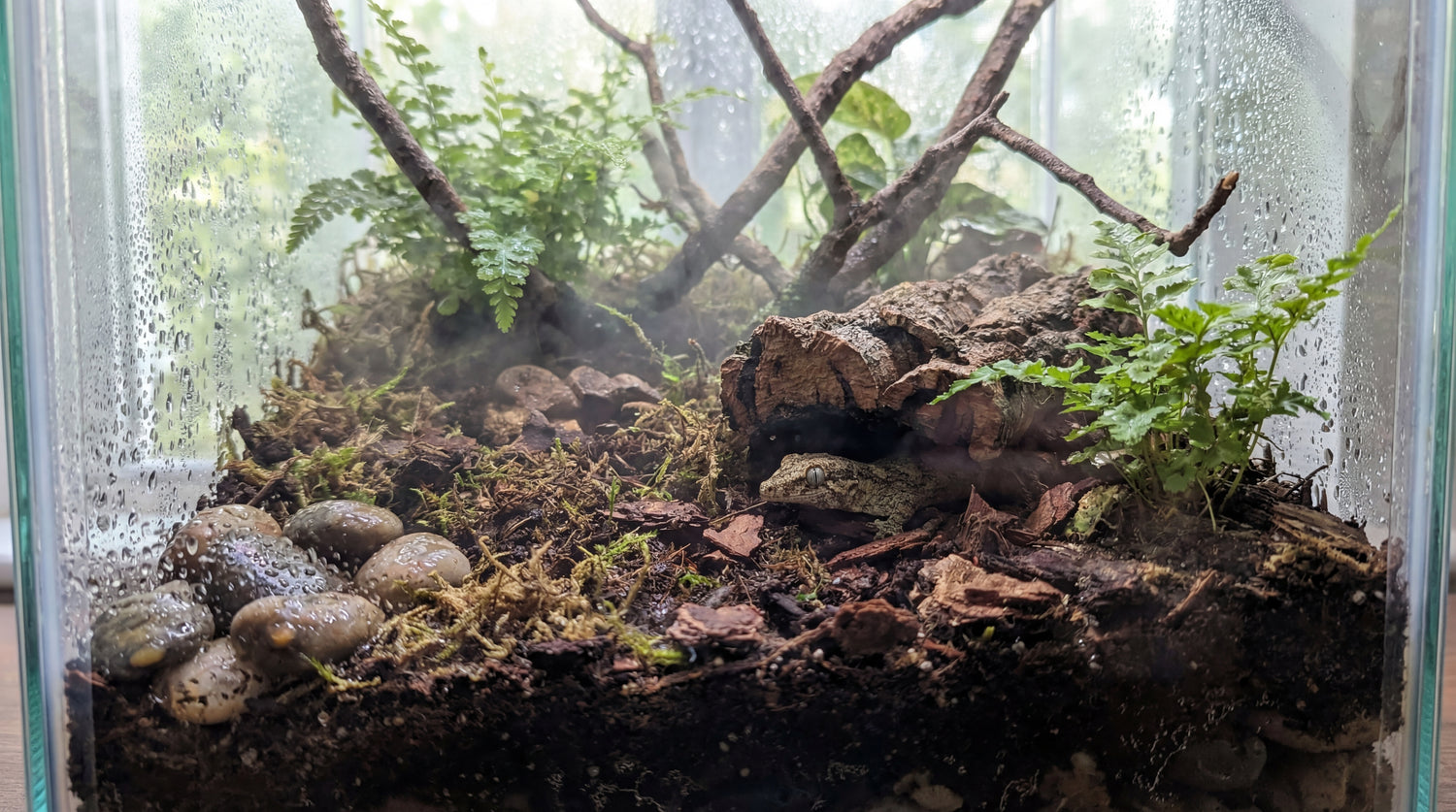 Feuchtes Reptilien-Terrarium mit Moos, Rinde und strukturreichem Substrat zur Klimaregulierung