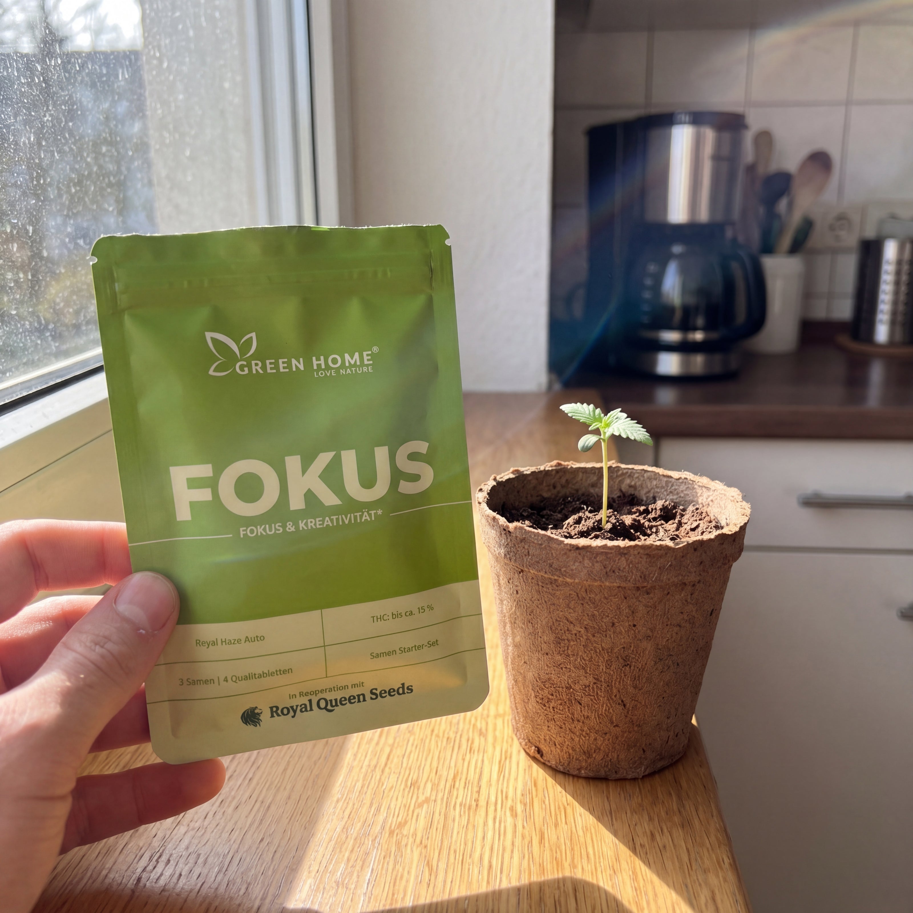 Kundenhand hält FOKUS Verpackung neben Cannabis-Keimling auf sonniger Fensterbank