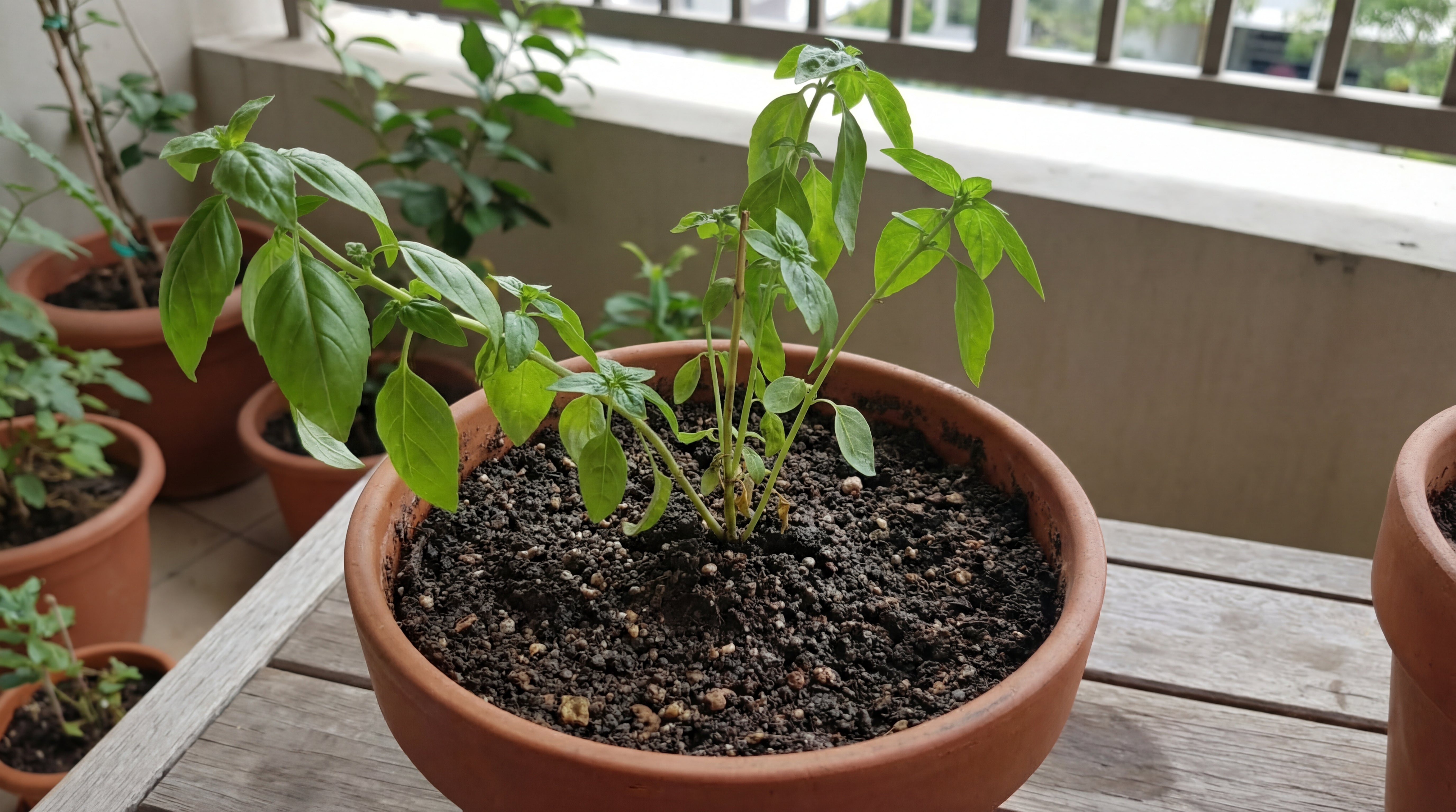 Kräftige, gesunde Topfpflanze dank nährstoffreicher Green Home Universalerde